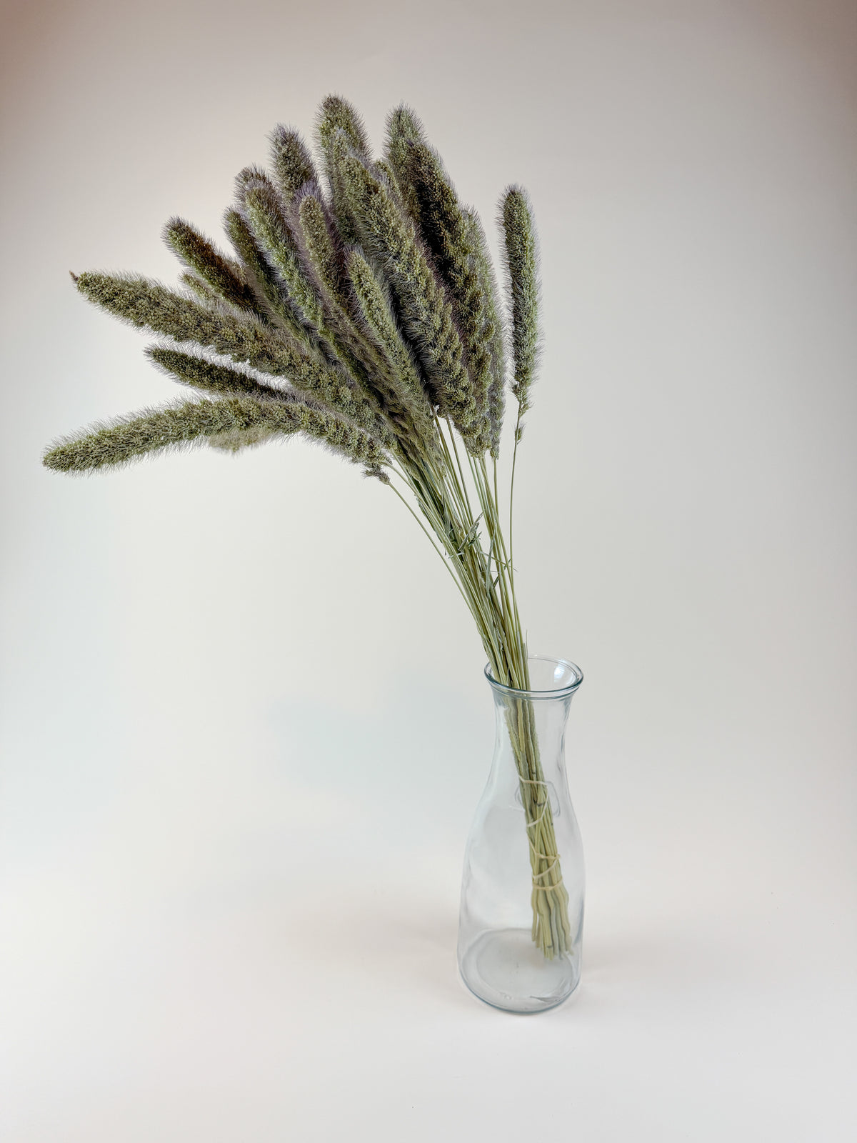 German R Millet German Millet – Natural Dried Millet Stems for Floral Design – Lovejoy ...