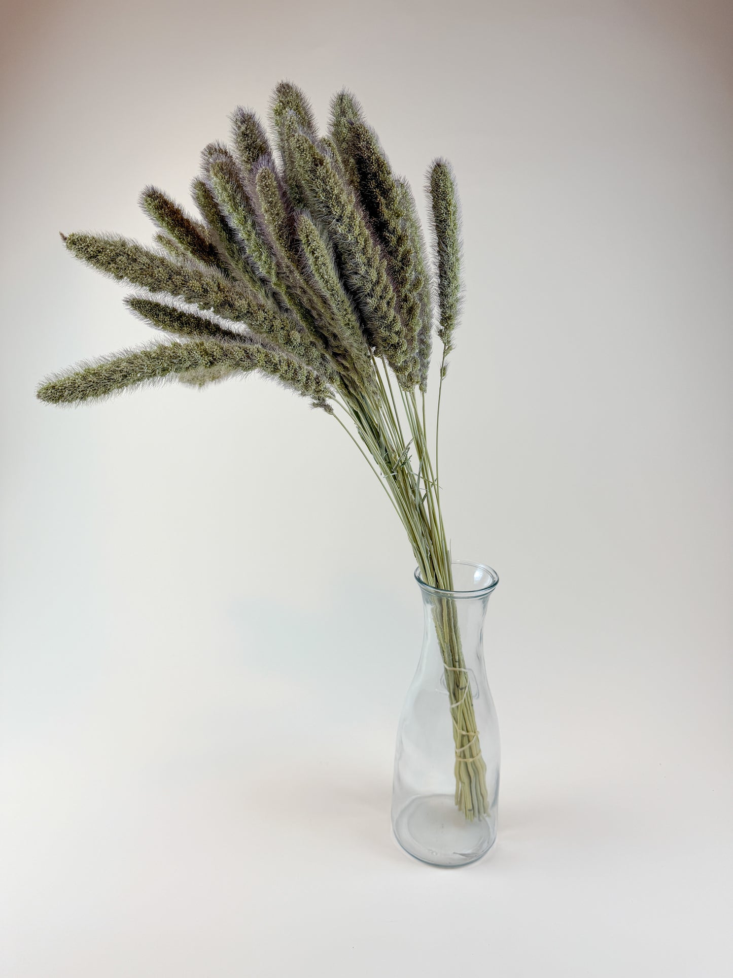 German Millet – Natural Dried Millet Stems for Floral Design