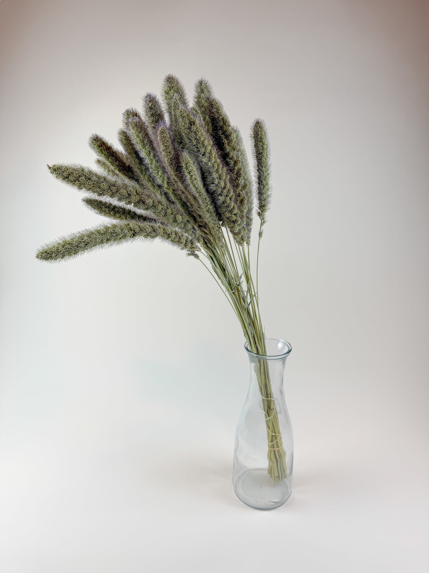 German Millet – Natural Dried Millet Stems for Floral Design