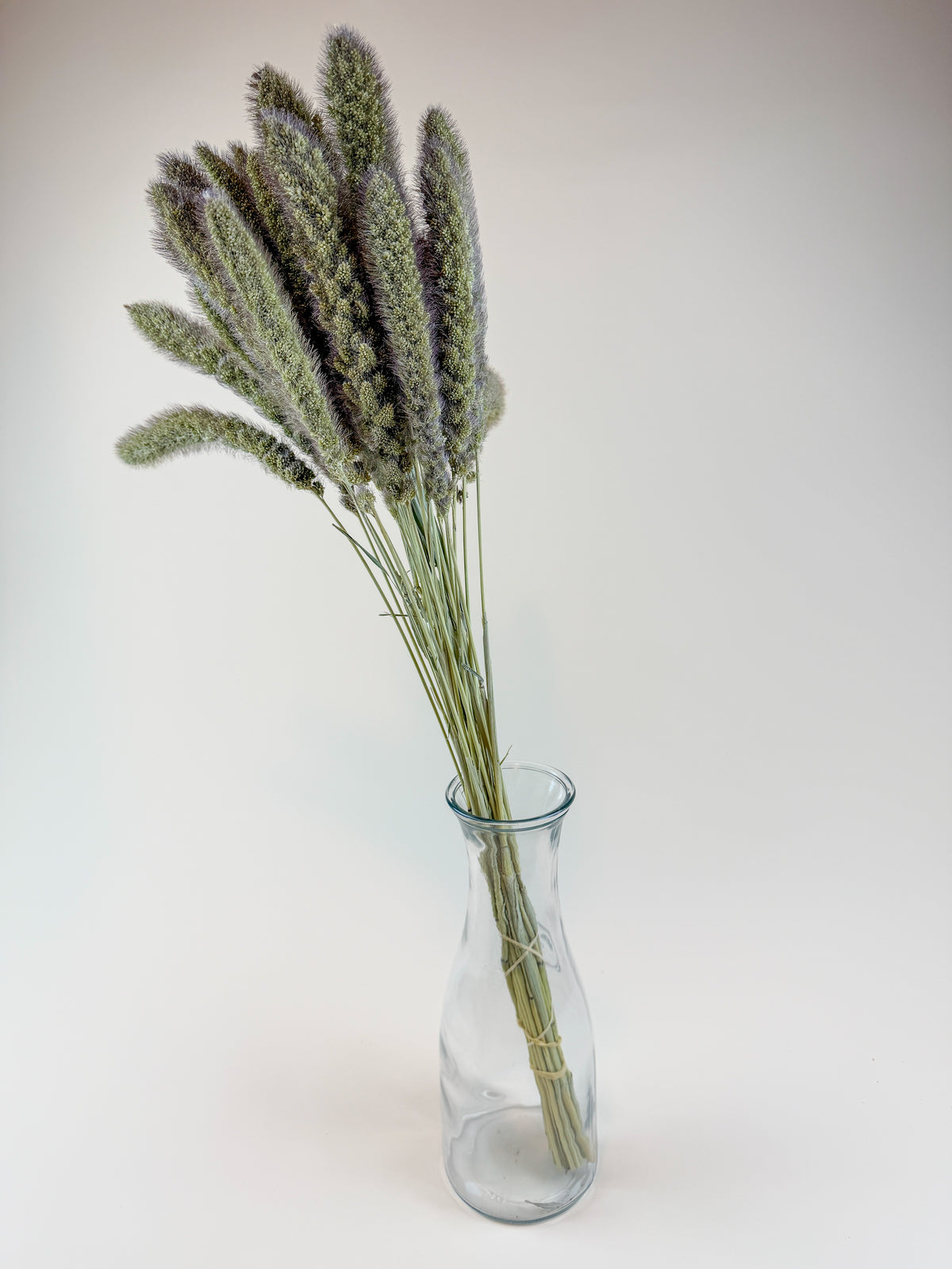 German R Millet German Millet – Natural Dried Millet Stems for Floral Design – Lovejoy ...