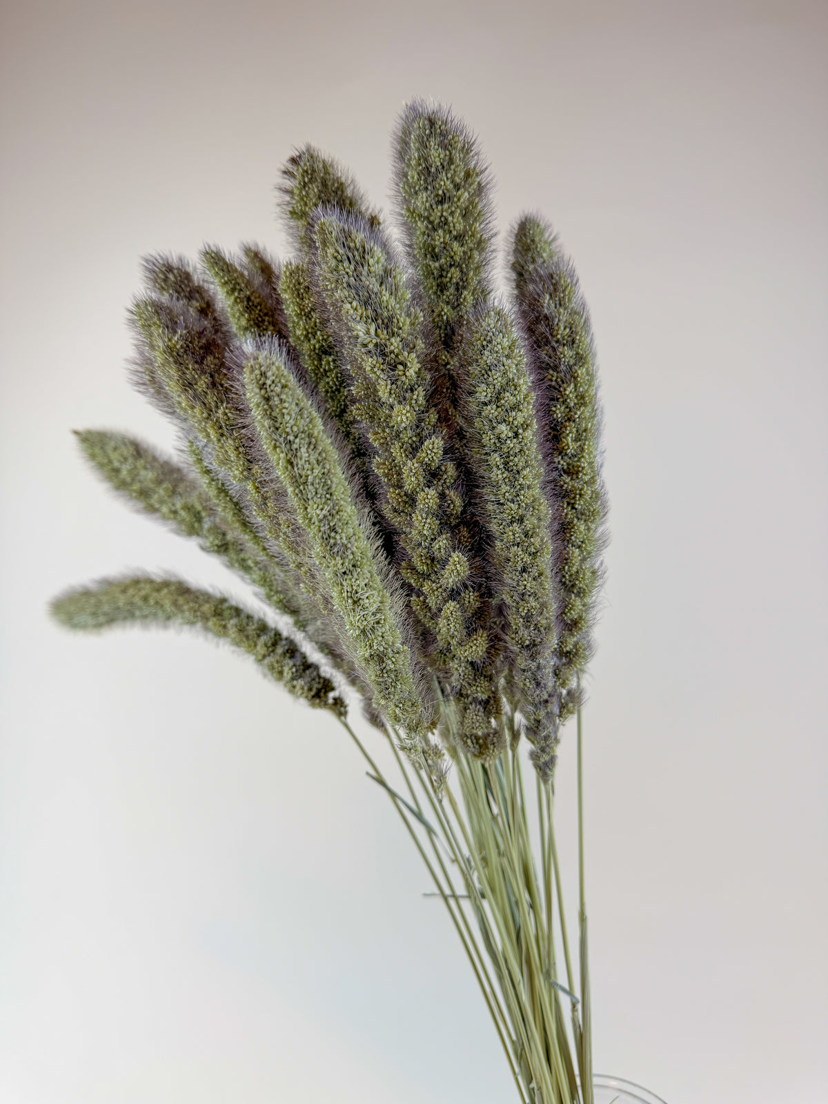 German R Millet German Millet – Natural Dried Millet Stems for Floral Design – Lovejoy ...