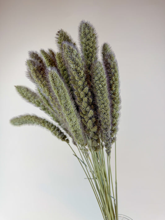 German Millet – Natural Dried Millet Stems for Floral Design