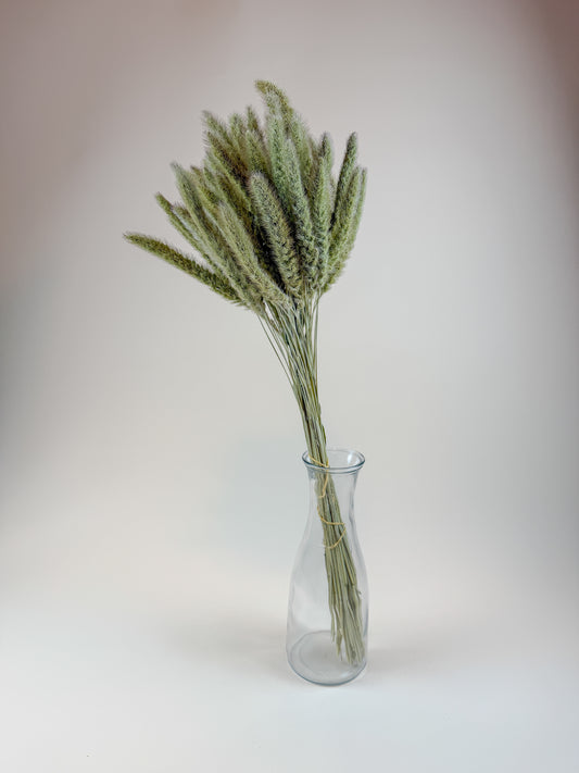 Setaria Grass, Naturally Dried Home Décor