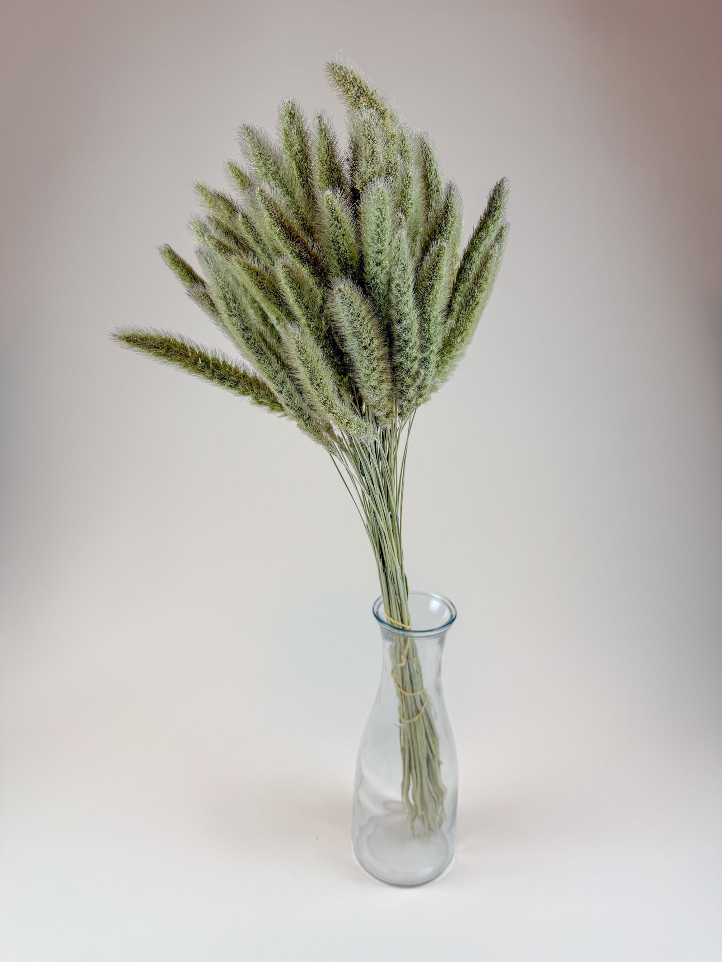 Setaria Grass, Naturally Dried Home Décor
