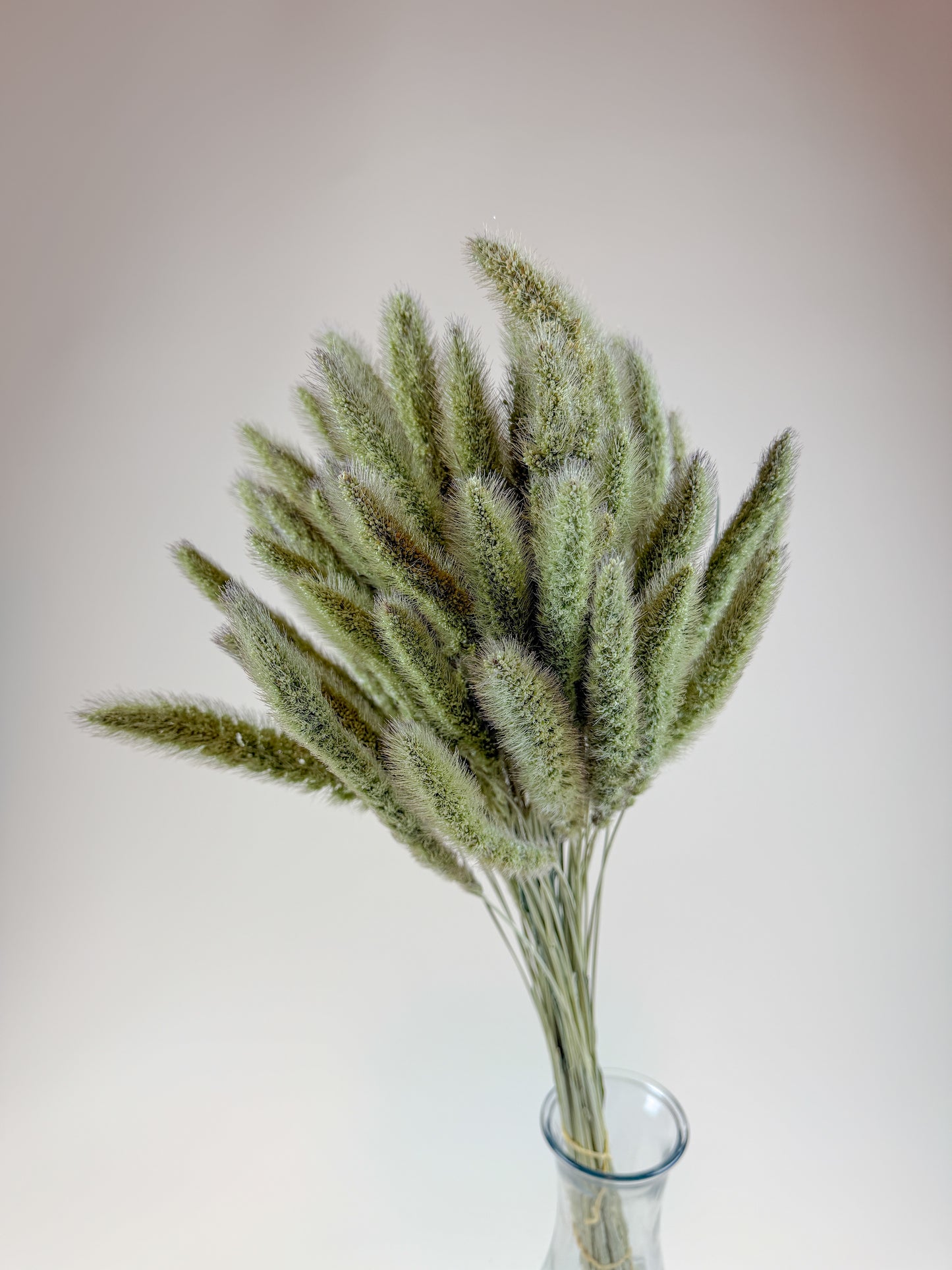 Setaria Grass, Naturally Dried Home Décor