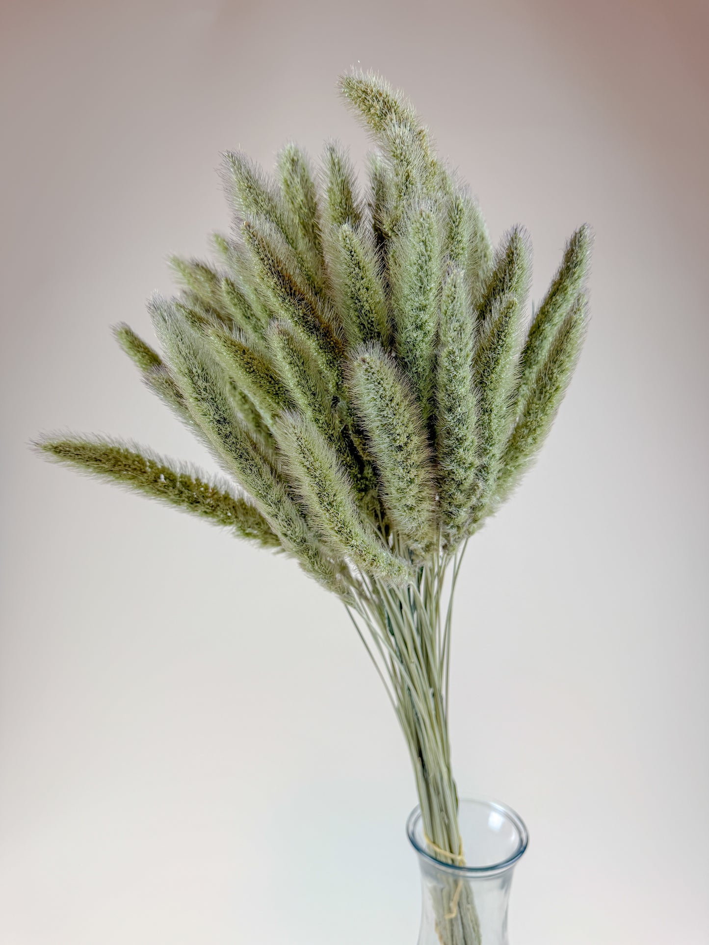 Setaria Grass, Naturally Dried Home Décor