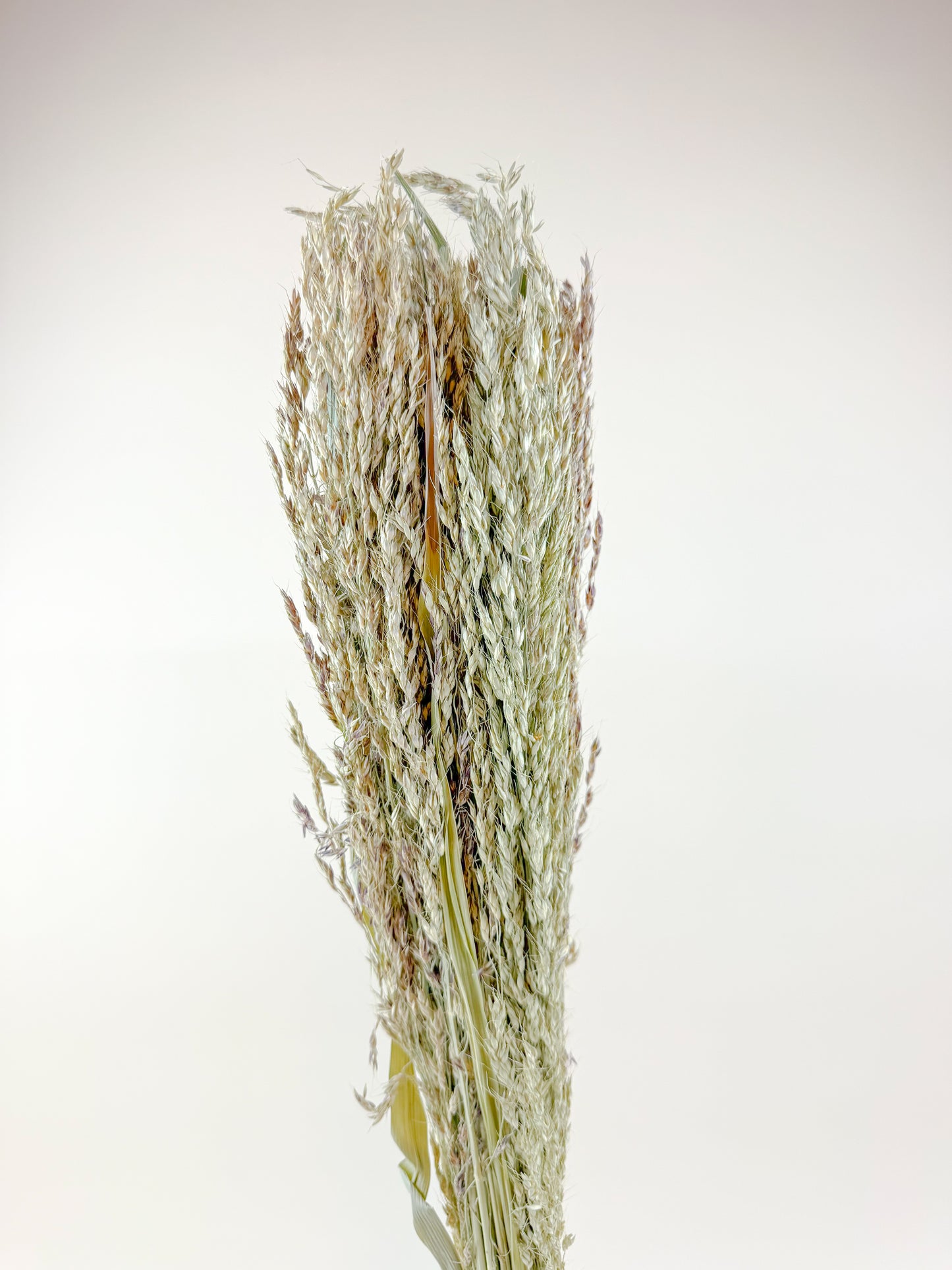 Sudan Grass – Natural Dried Stalks for Rustic Décor
