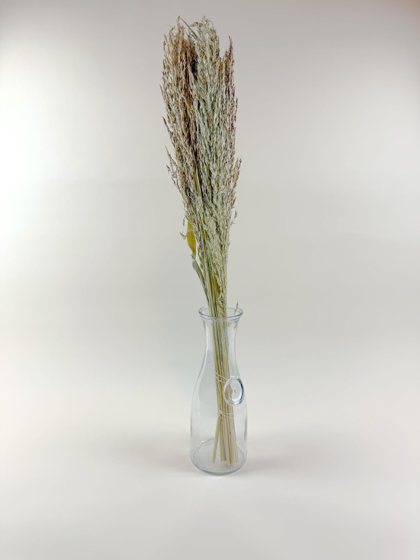 Sudan Grass – Natural Dried Stalks for Rustic Décor