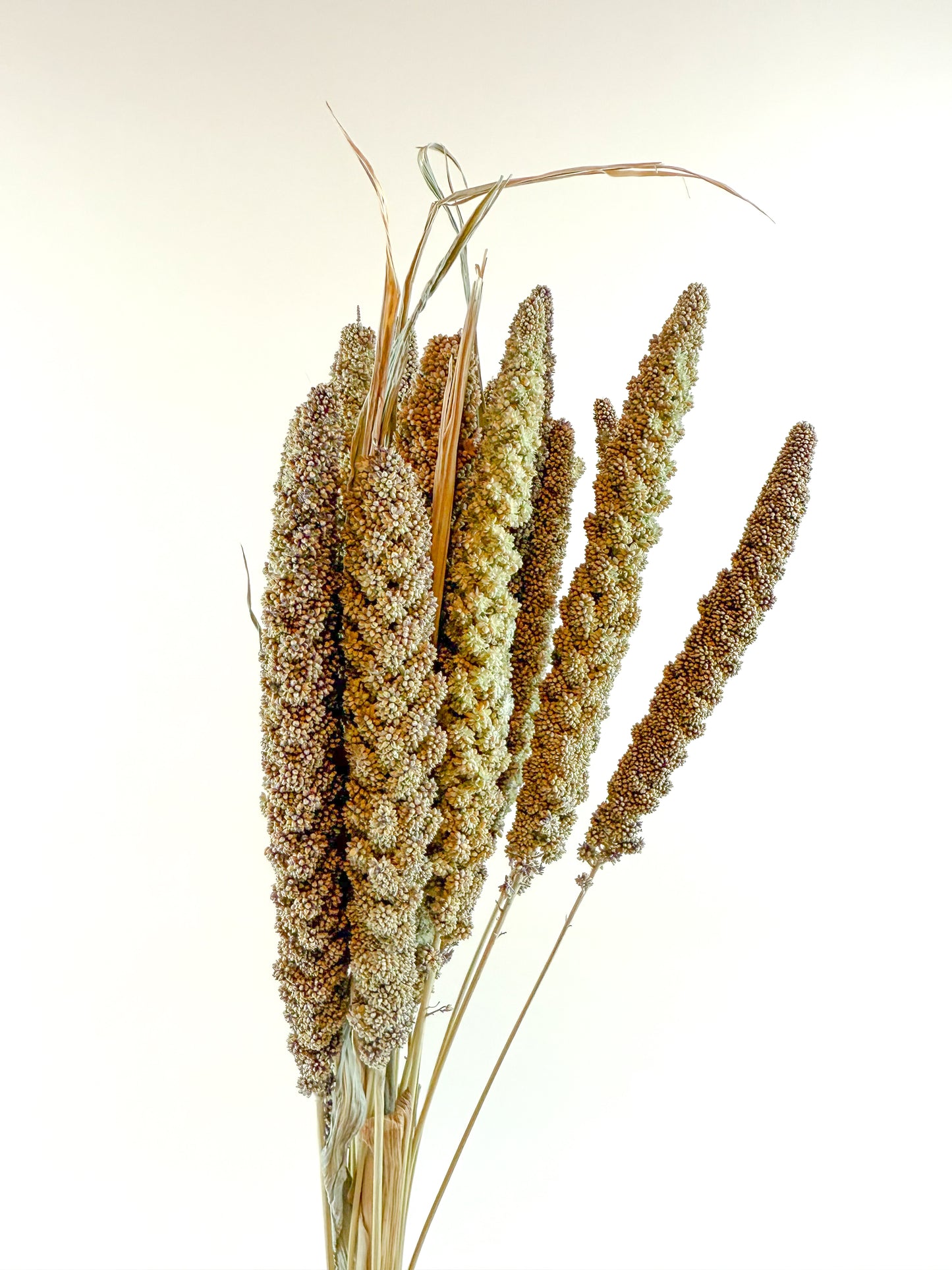 Hilander Grass – Natural Dried Brown & Green Stems