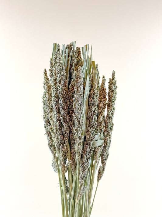 Tapestry Millet – Natural Dried Millet for Floral Design