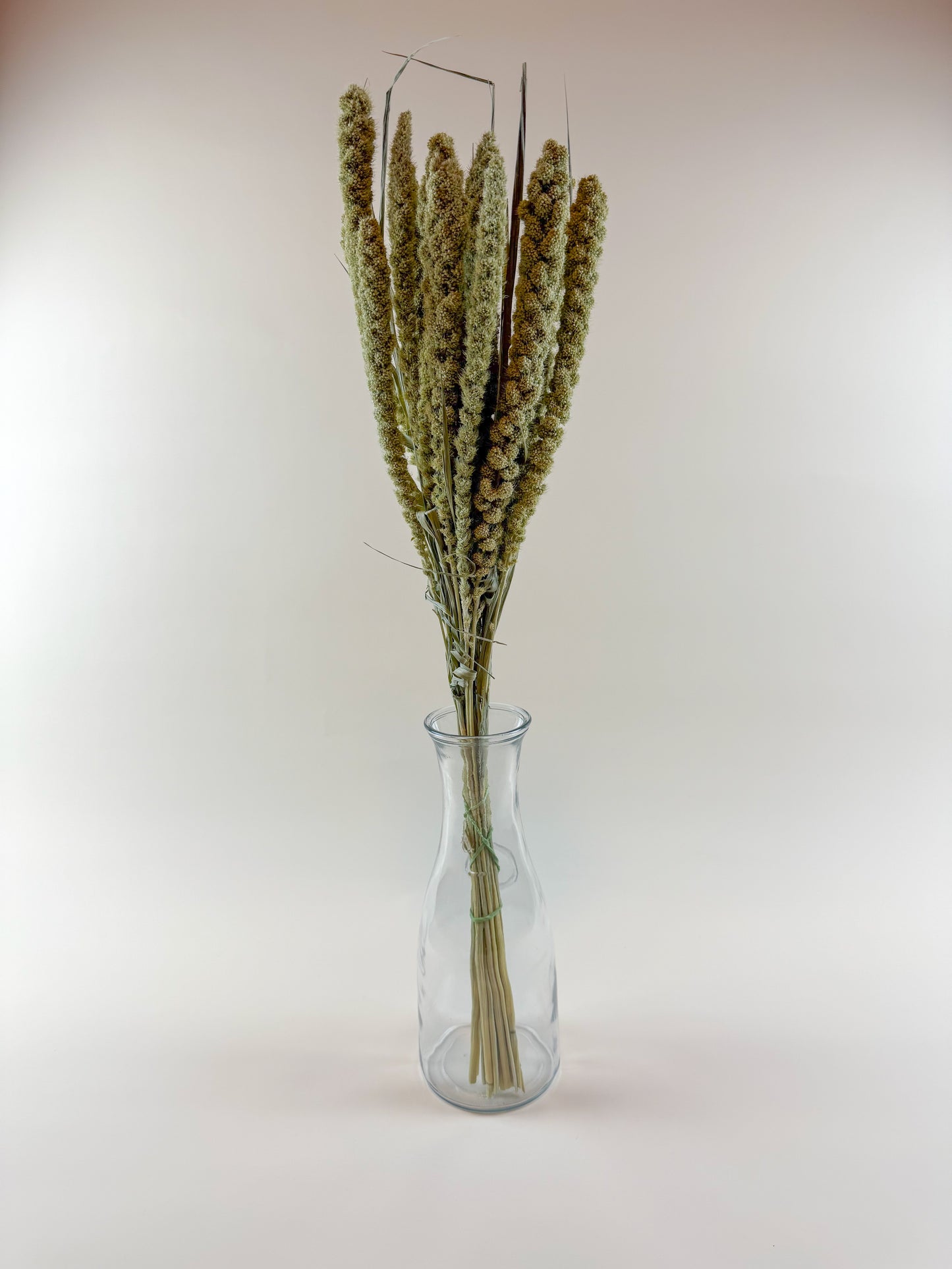 Spray Millet – Naturally Dried with Golden Green Seed Pods