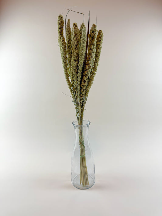 Spray Millet – Naturally Dried with Golden Green Seed Pods