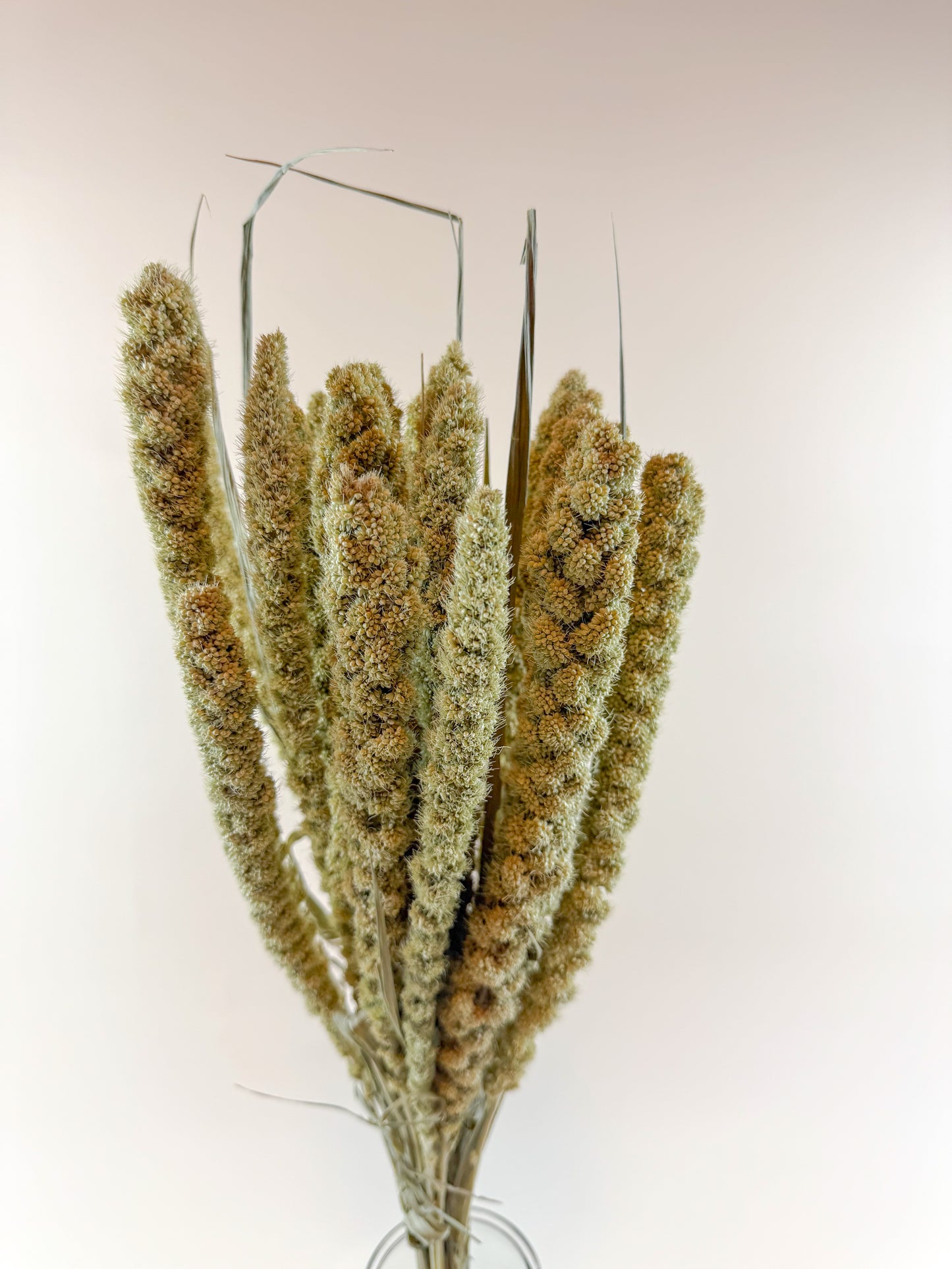 Spray Millet – Naturally Dried with Golden Green Seed Pods