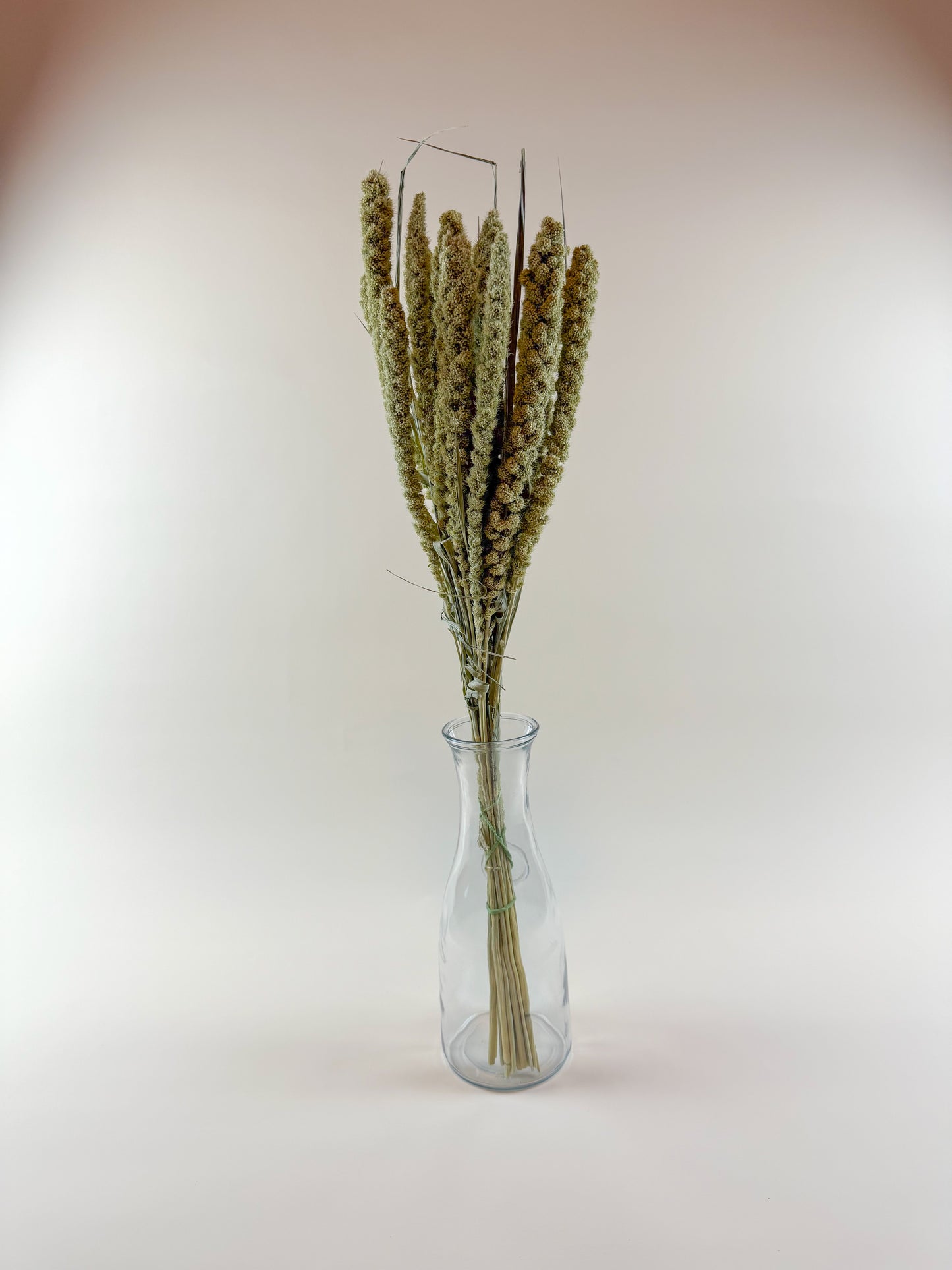 Spray Millet – Naturally Dried with Golden Green Seed Pods