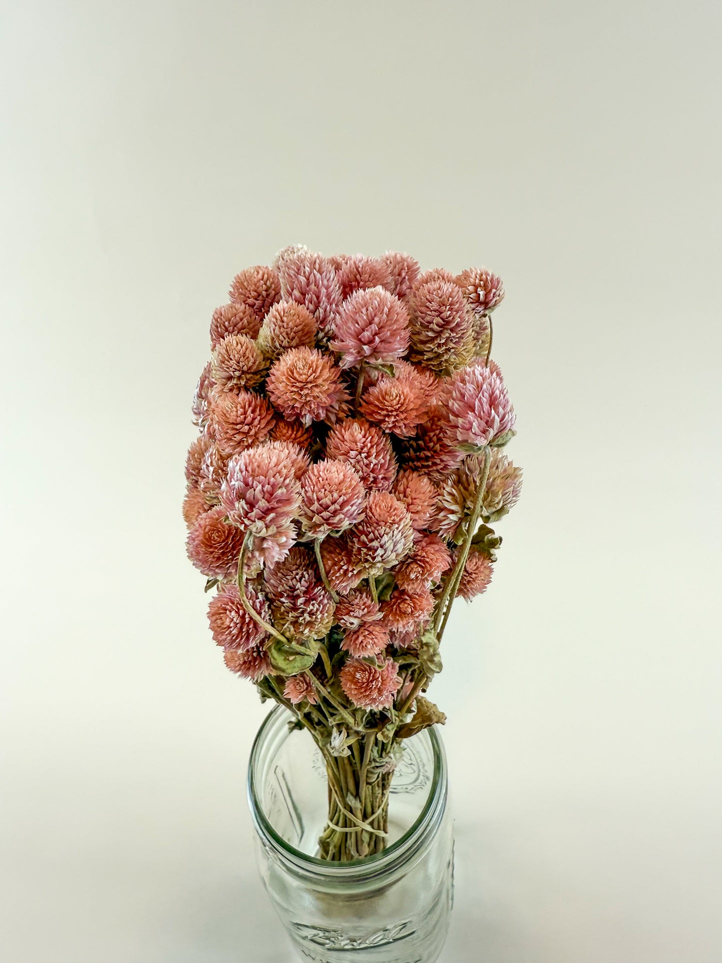 Rose Pink Globe Amaranth - Naturally Dried Flowers