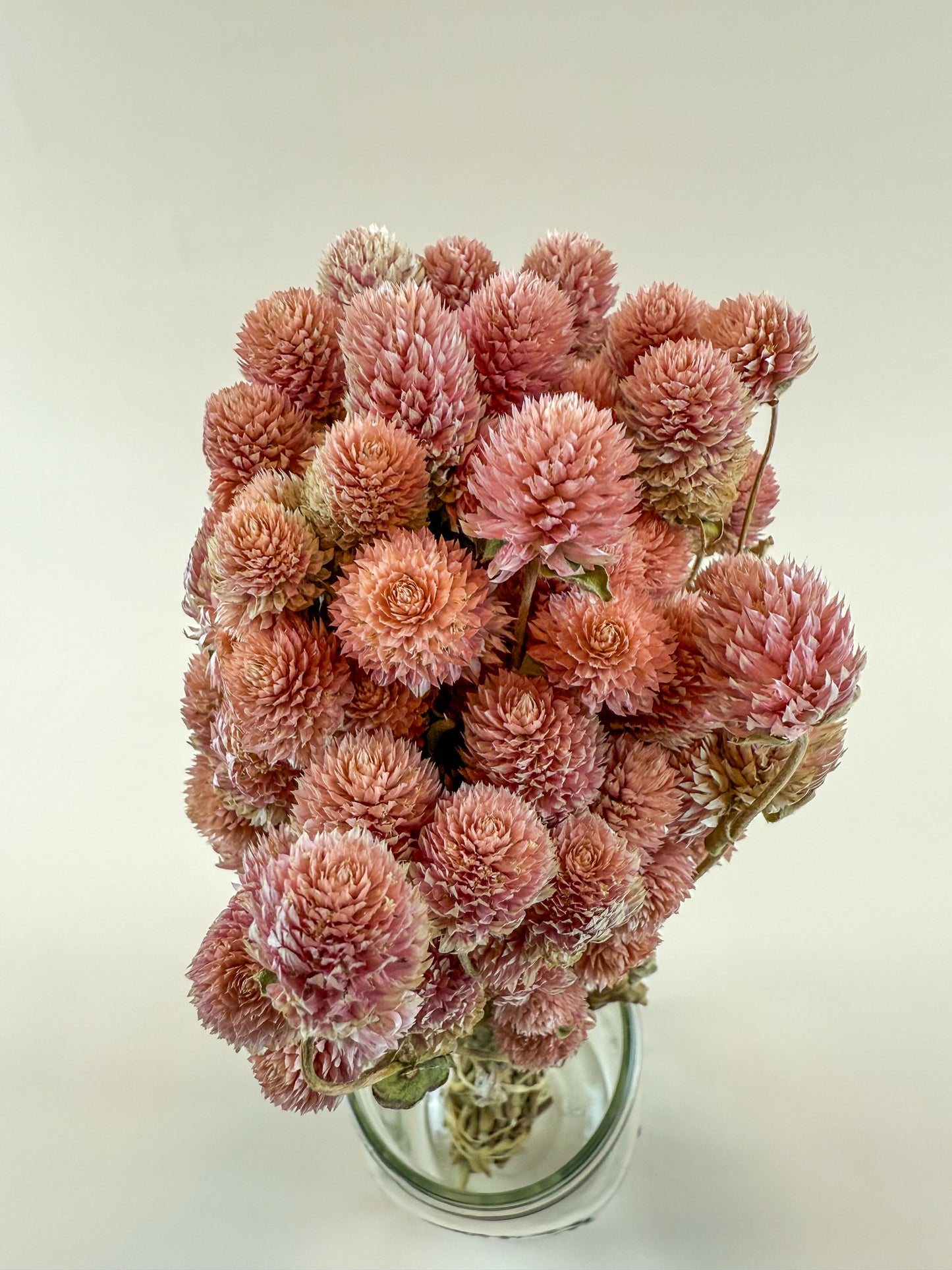 Rose Pink Globe Amaranth - Naturally Dried Flowers