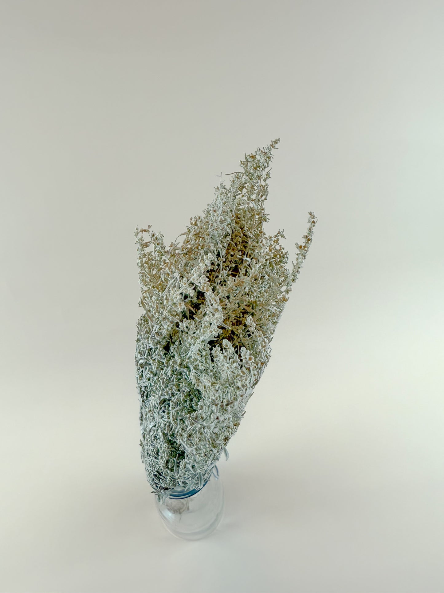 Silver King Artemesia – Naturally Dried Foliage