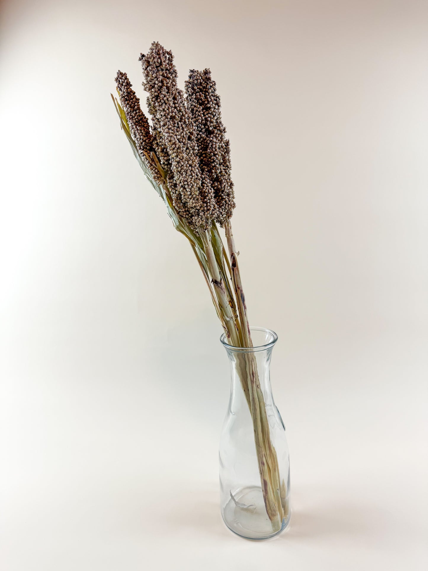 Pinto Berries – Natural Dried Berries for Floral Arrangement