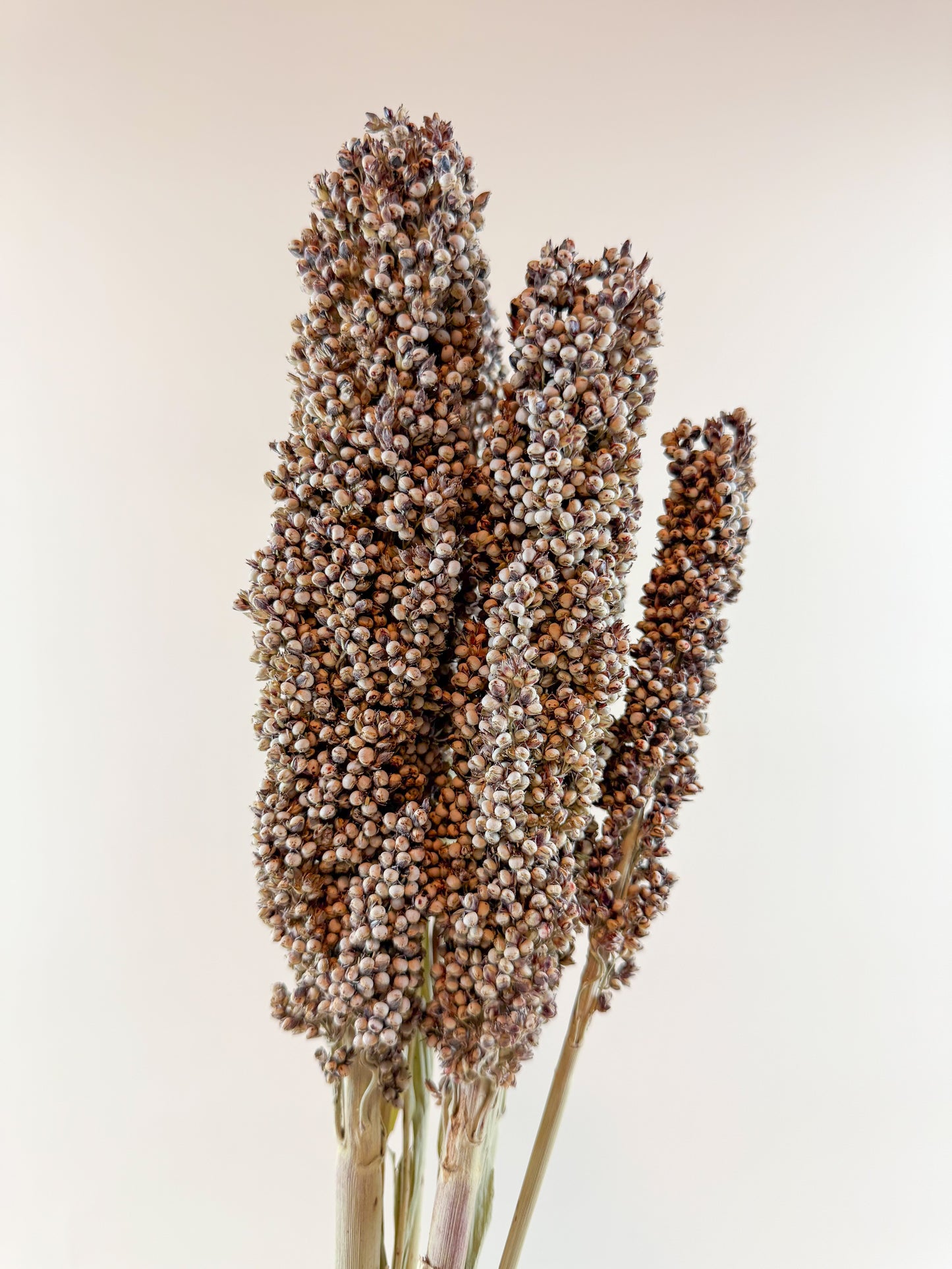 Pinto Berries – Natural Dried Berries for Floral Arrangement