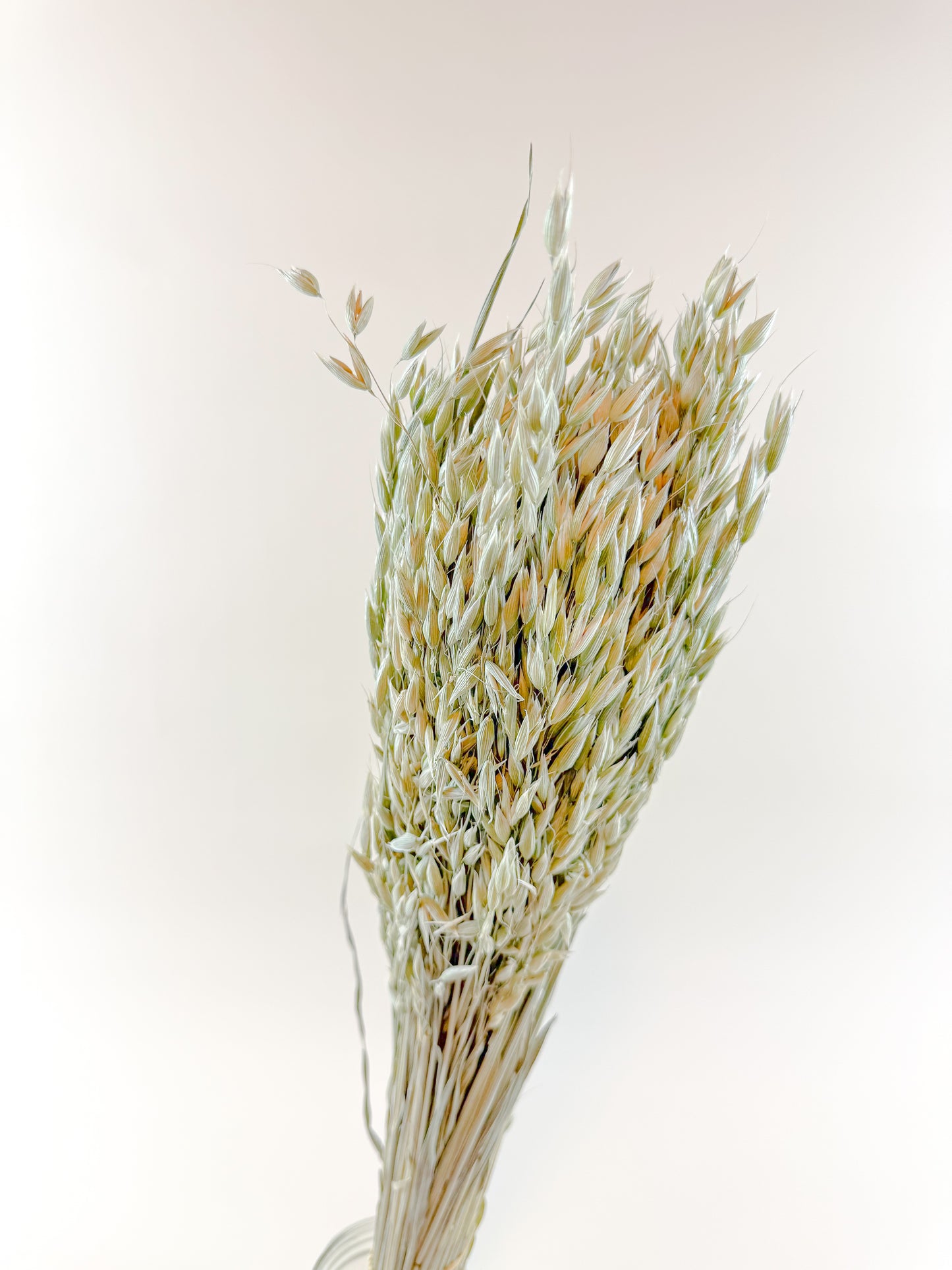 Avena (Oats) – Naturally Dried Oat Stems for Floral Design