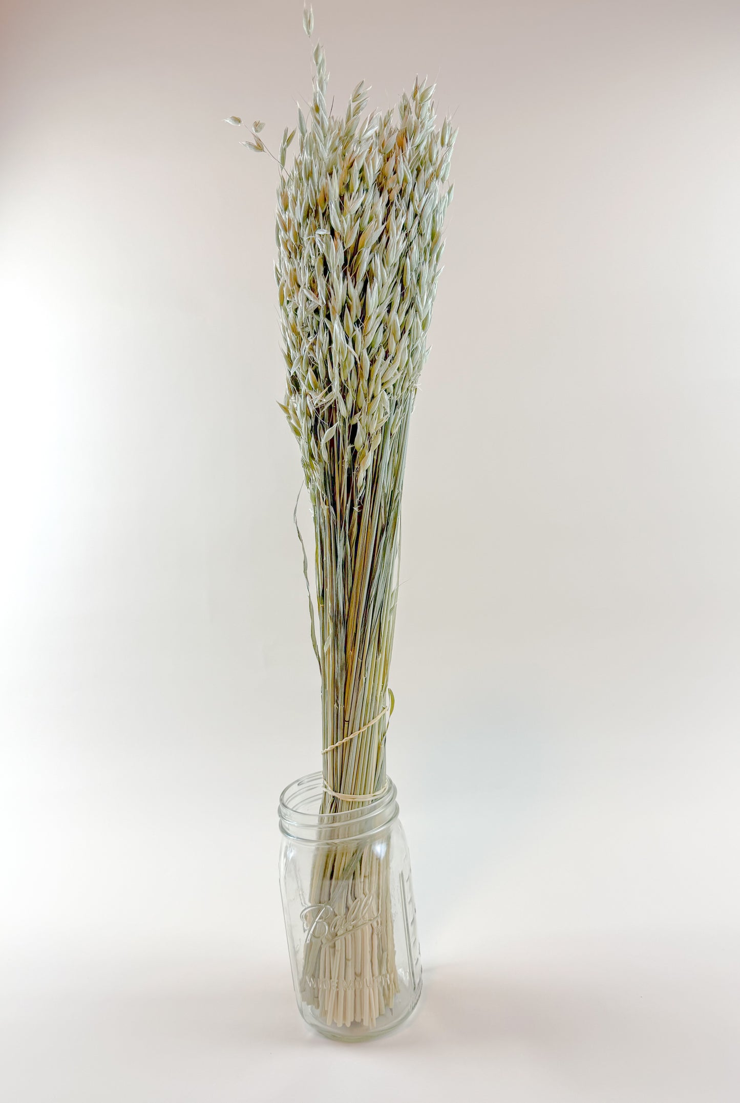 Avena (Oats) – Naturally Dried Oat Stems for Floral Design