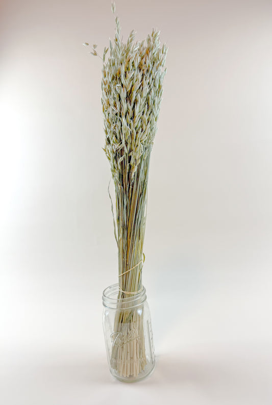Avena (Oats) – Naturally Dried Oat Stems for Floral Design