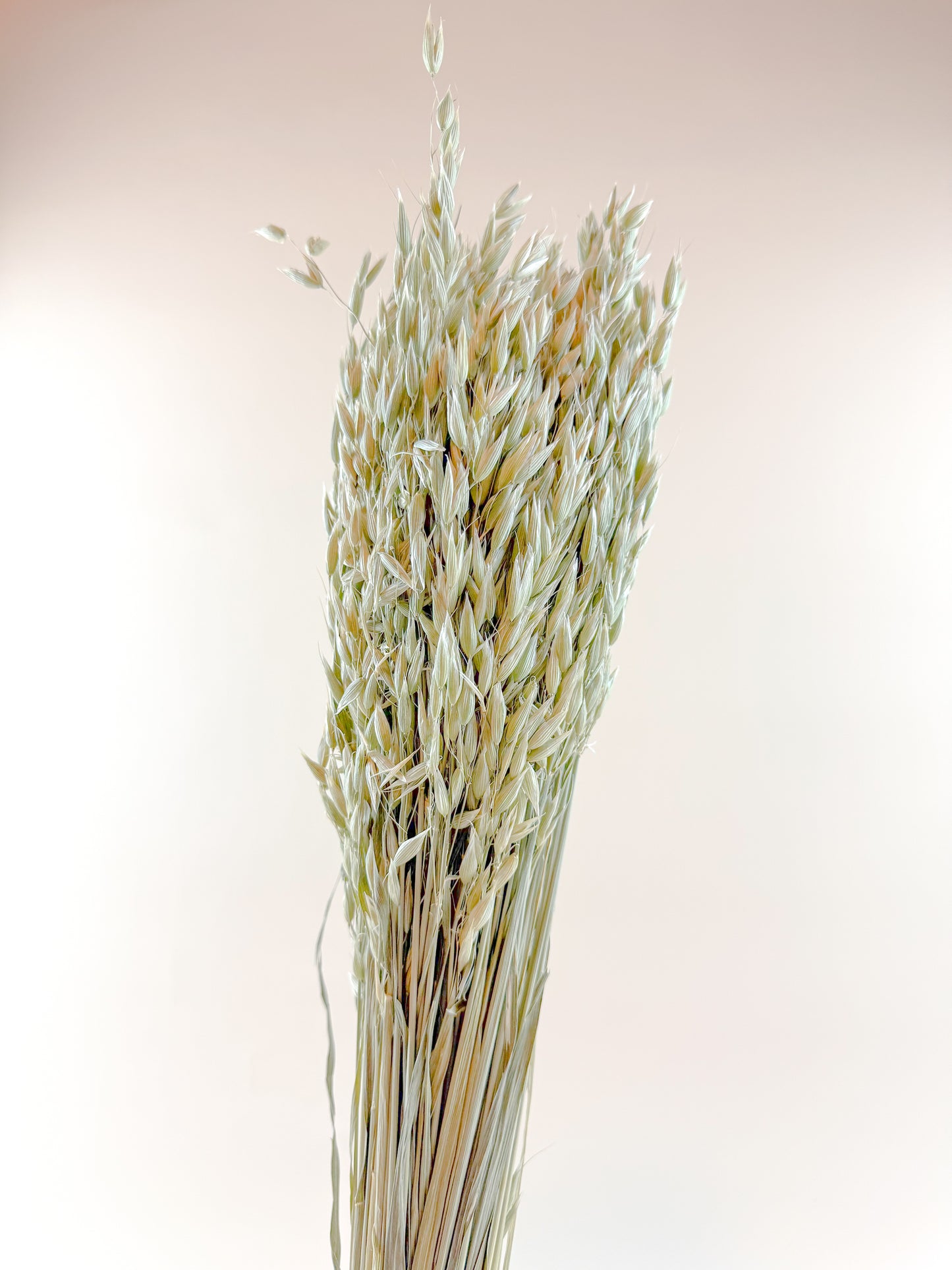 Avena (Oats) – Naturally Dried Oat Stems for Floral Design
