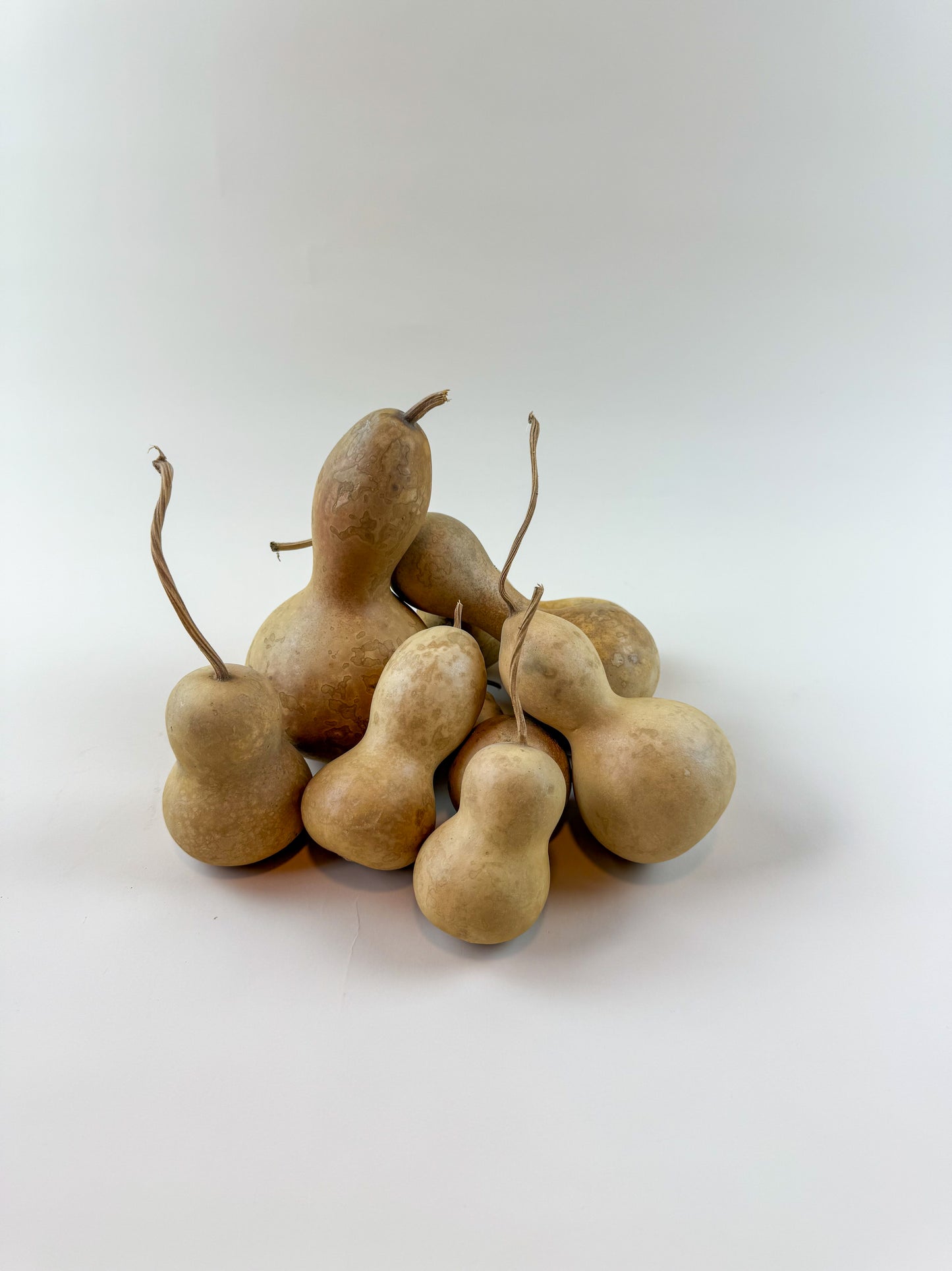 Gourds -Naturally Dried /12 Count Variety Pack