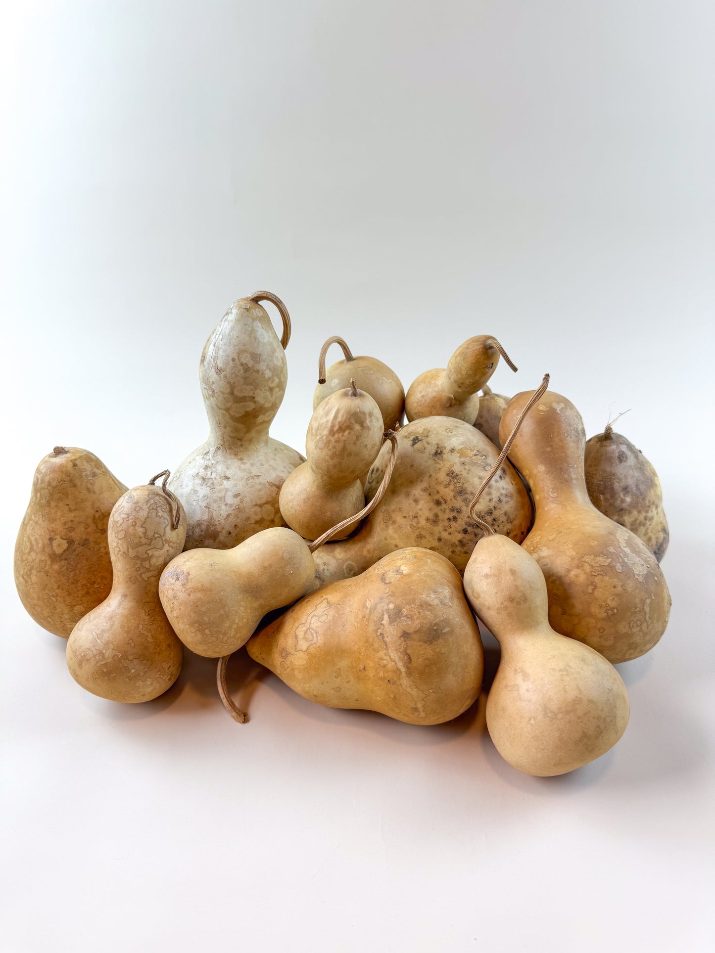 Naturally Dried Gourds – Pear Shaped (12 Count)