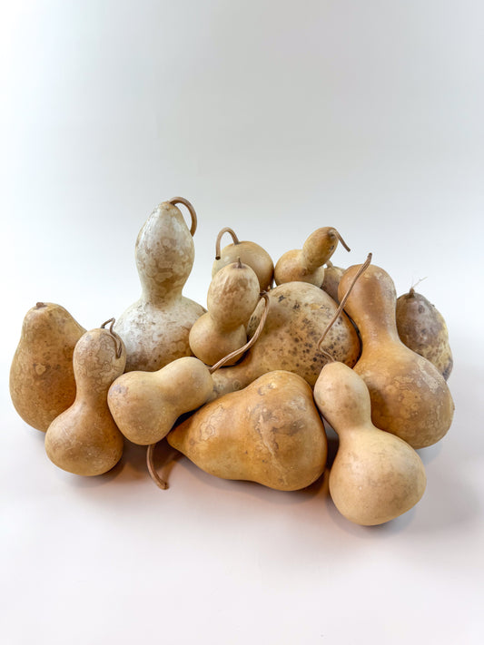 Naturally Dried Gourds – Pear Shaped (12 Count)
