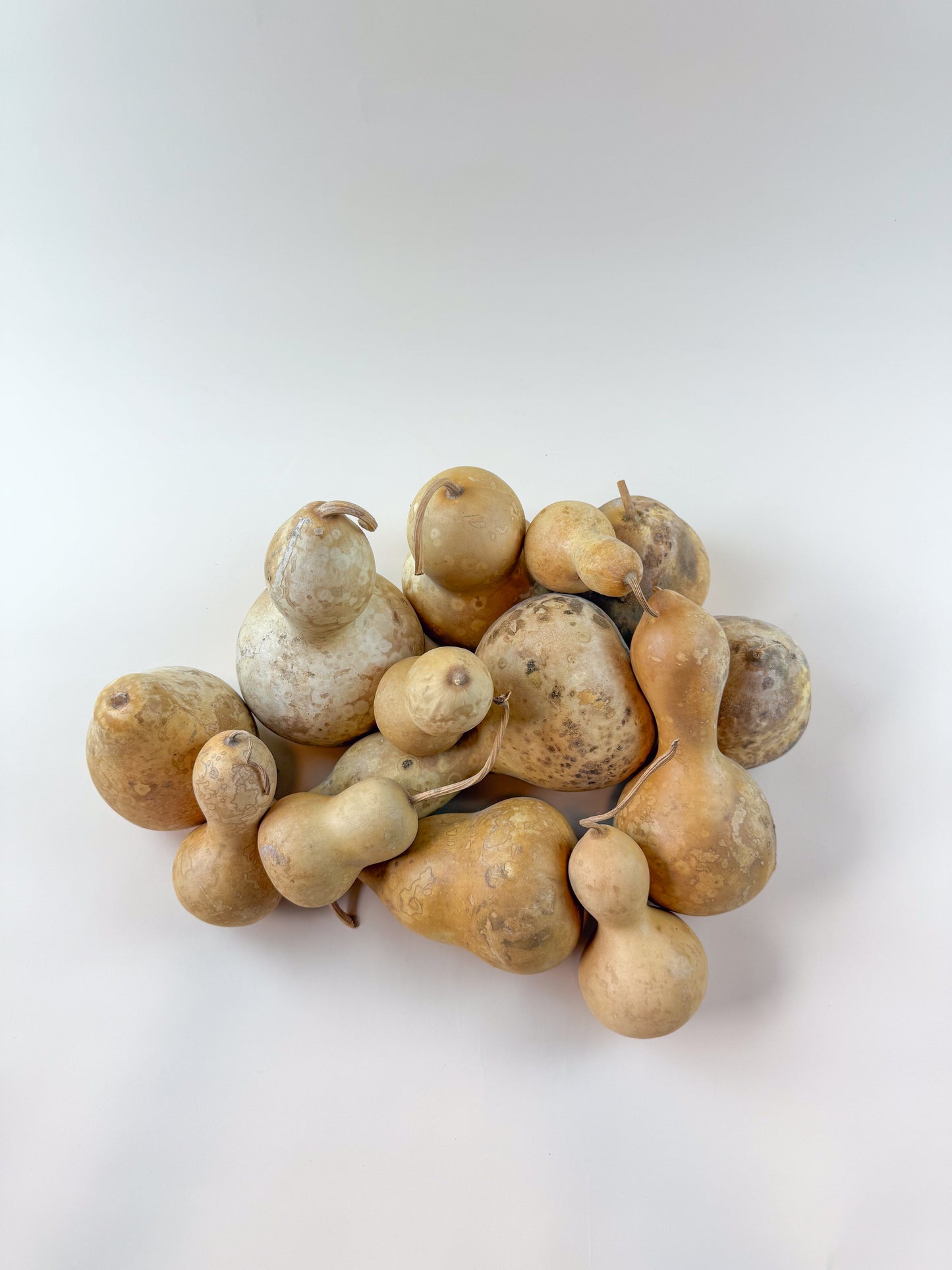 Naturally Dried Gourds – Pear Shaped (12 Count)