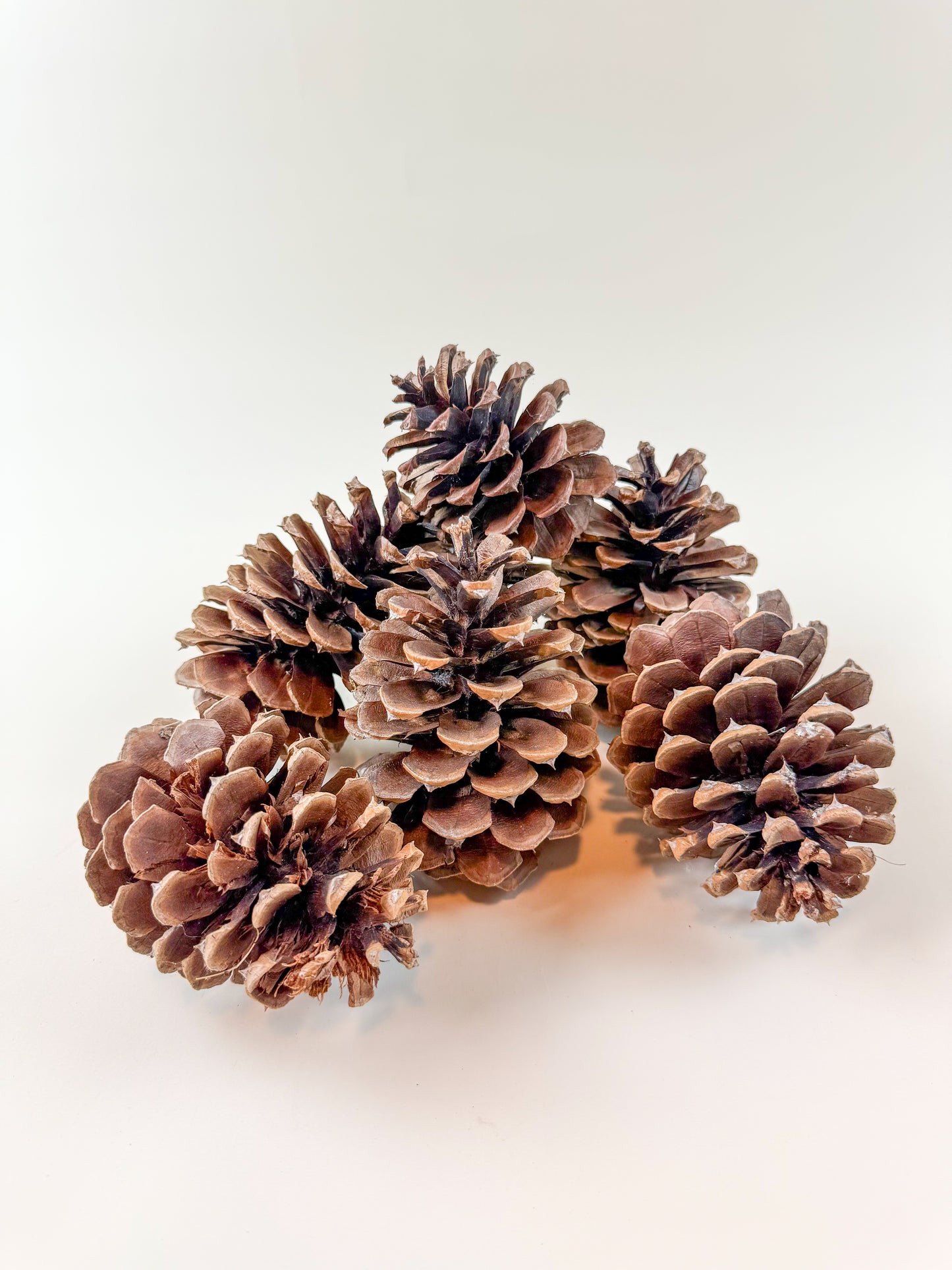 Natural Dried Pine Cones – 25 Pack – 4" Craft Decor
