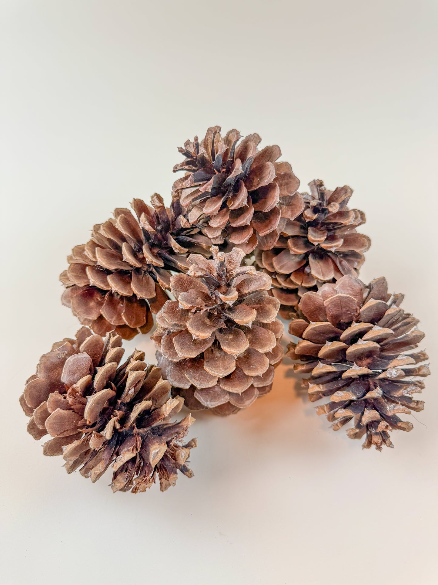 Natural Dried Pine Cones – 25 Pack – 4" Craft Decor