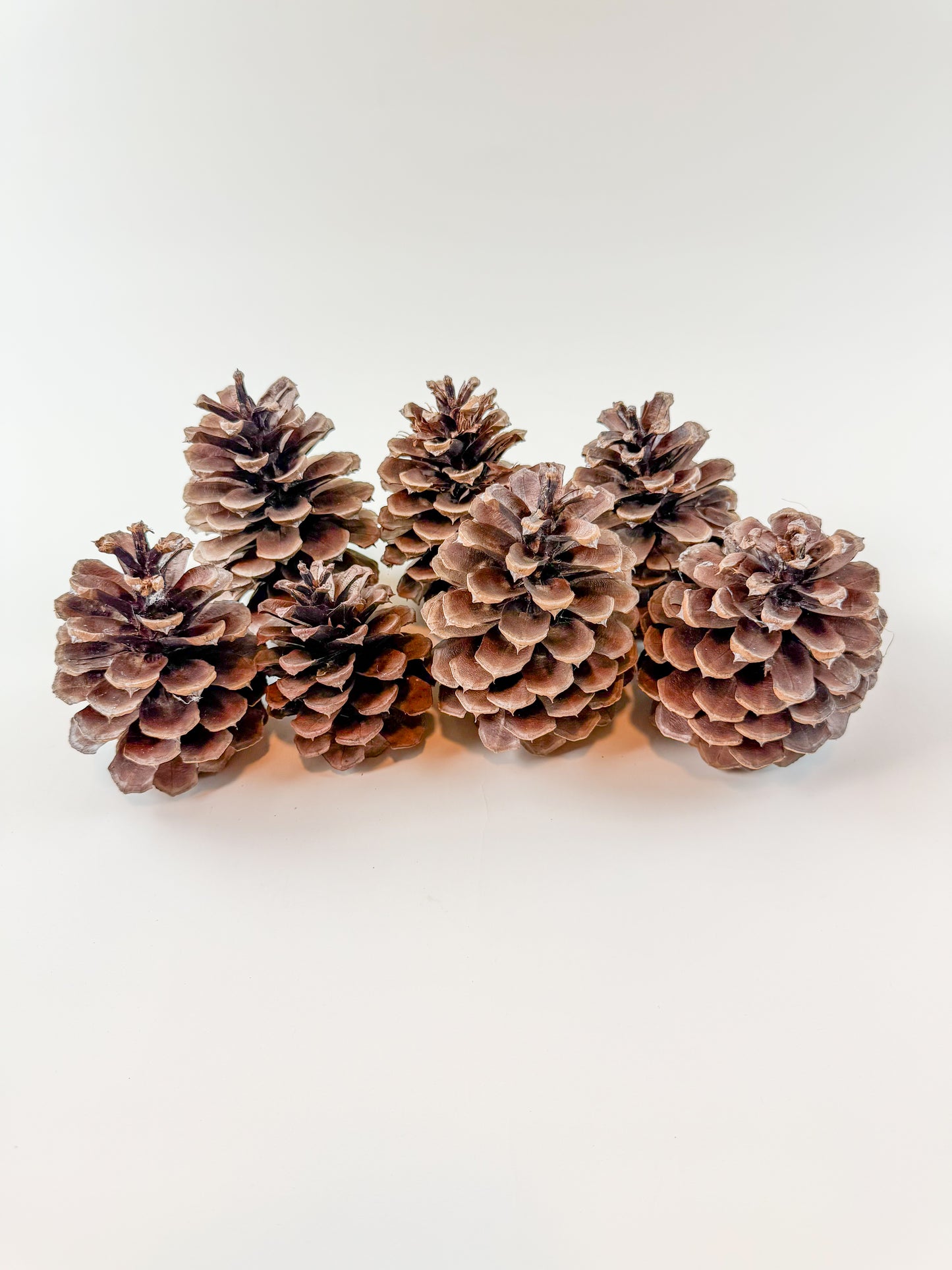 Natural Dried Pine Cones – 25 Pack – 4" Craft Decor
