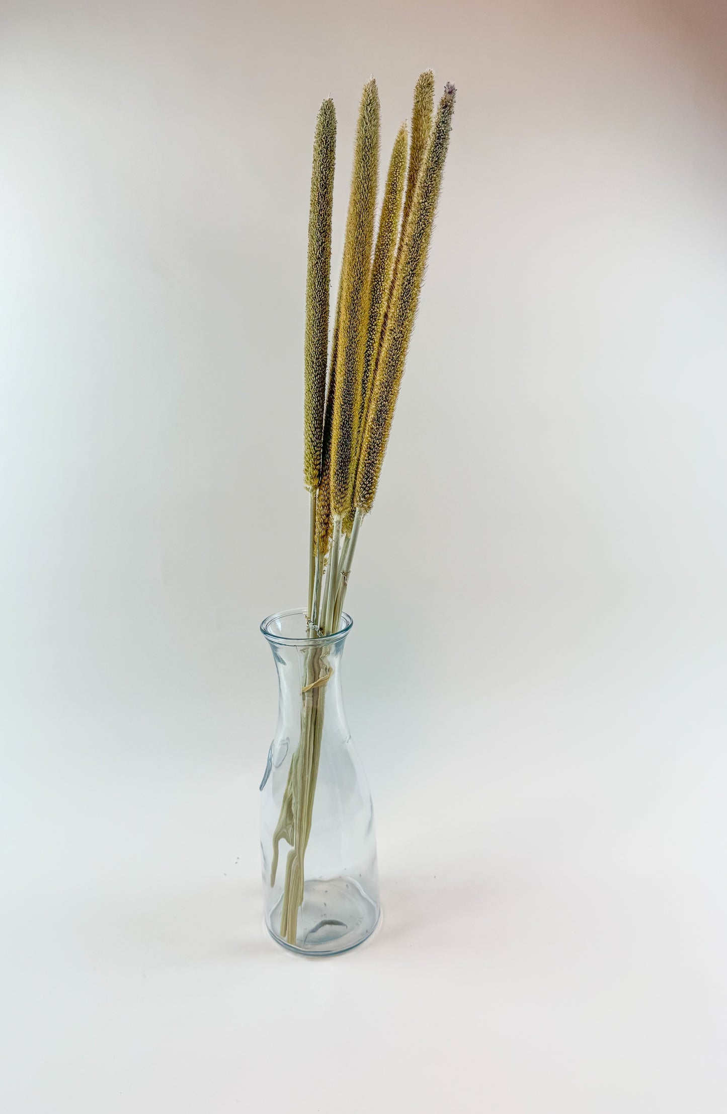 Pearl Millet – Natural Dried Millet Stems for Floral Design