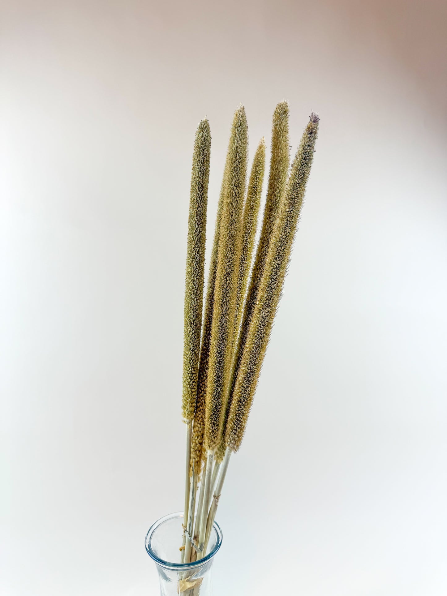 Pearl Millet – Natural Dried Millet Stems for Floral Design