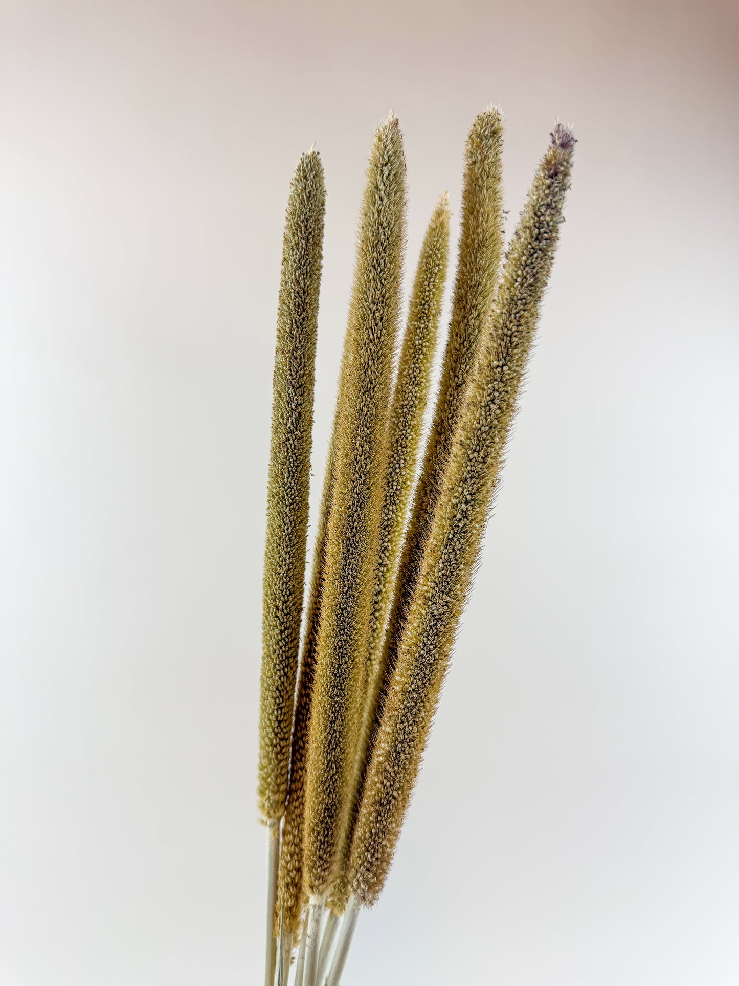 Pearl Millet – Natural Dried Millet Stems for Floral Design