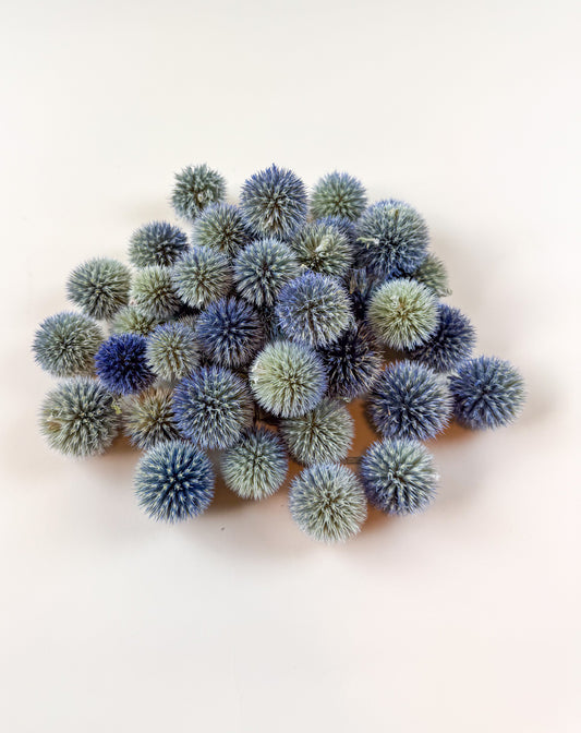 Globe Thistle Heads – Naturally Dried, 1 lb Bulk Pack