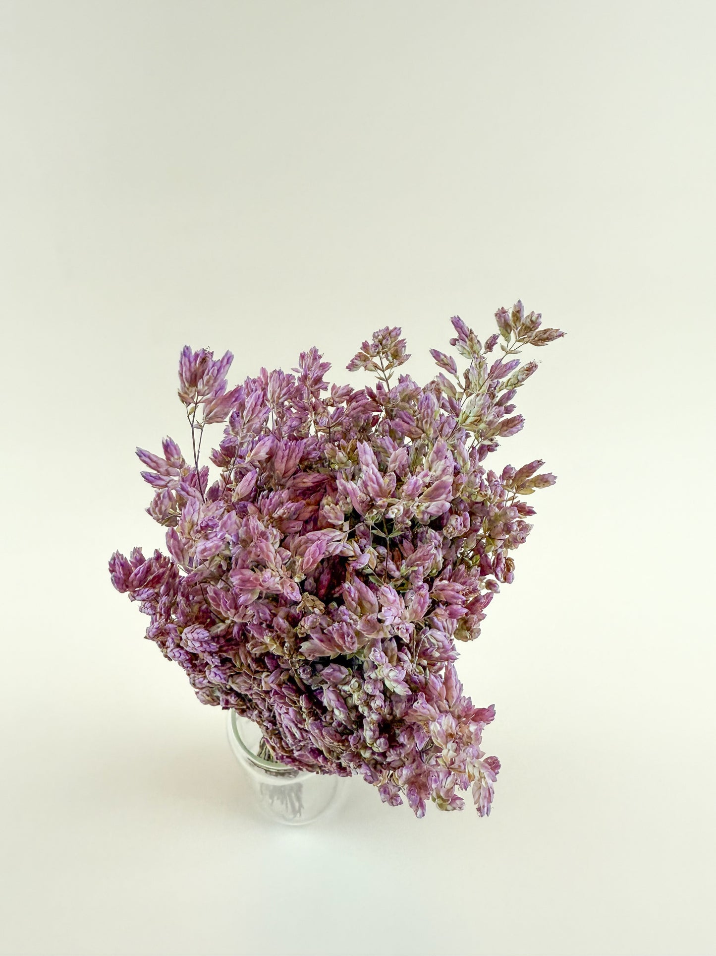 Santa Cruz Oregano – Naturally Air-Dried Decorative Herb