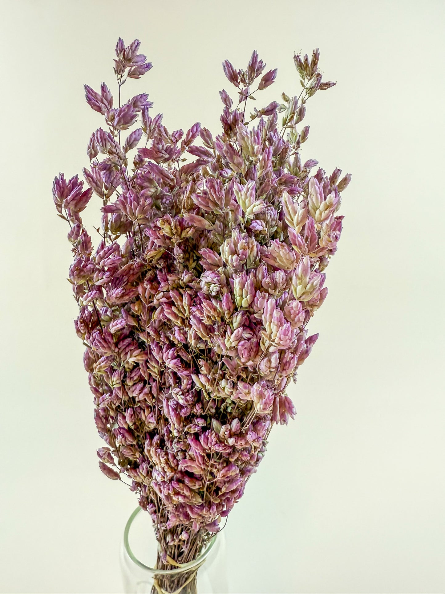 Santa Cruz Oregano – Naturally Air-Dried Decorative Herb