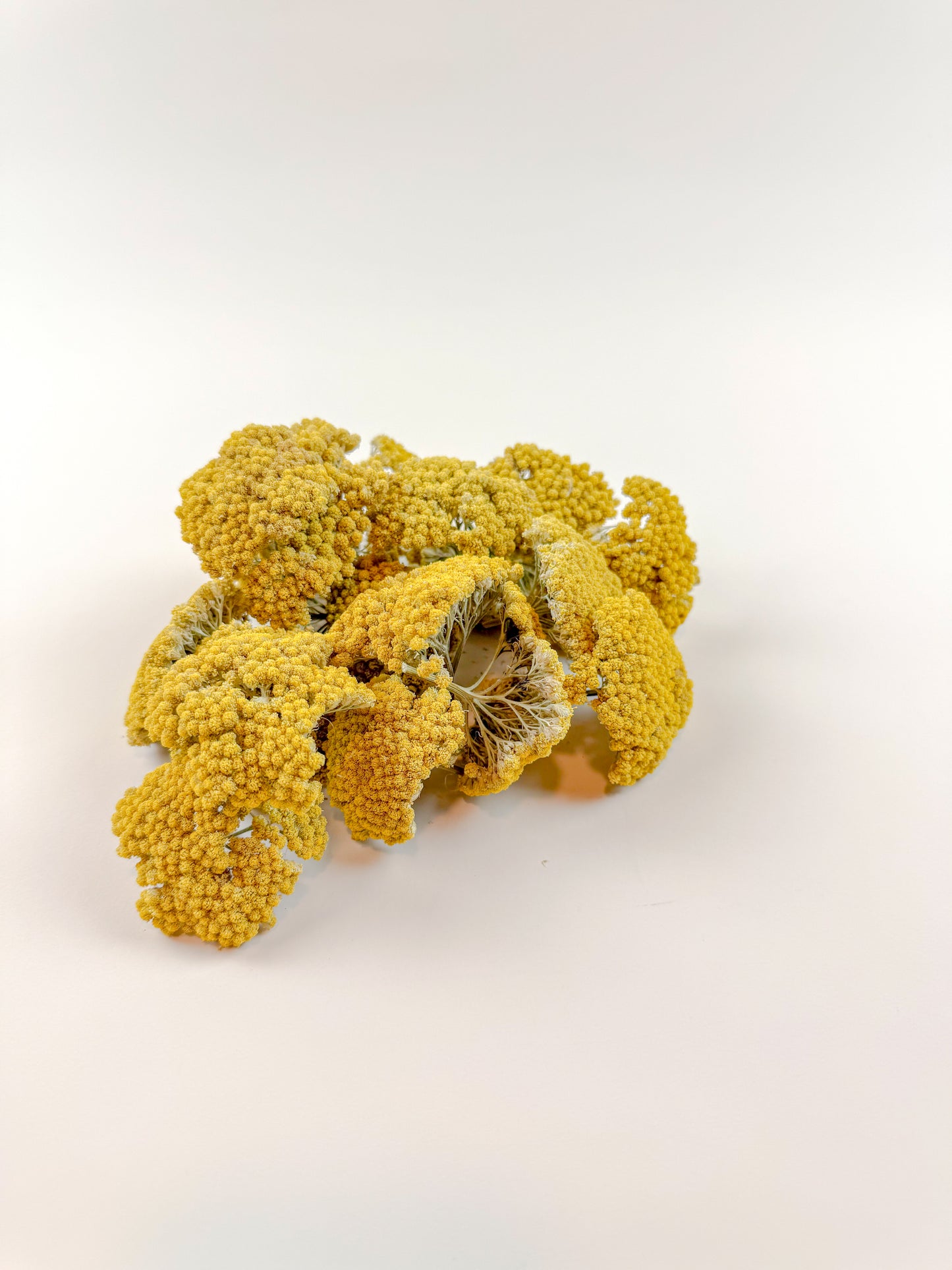 Yarrow Heads – Naturally Dried (1 lb)