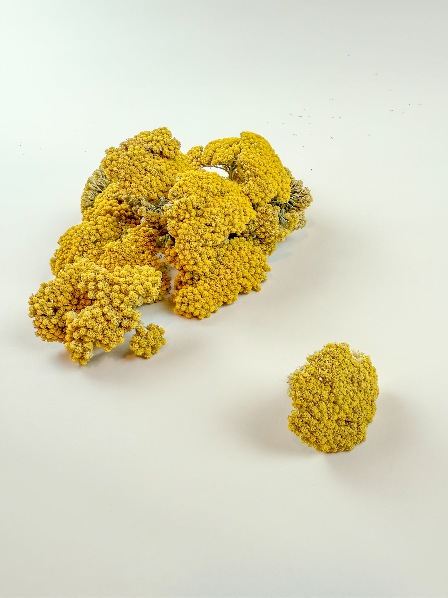 Yarrow Heads – Naturally Dried (1 lb)