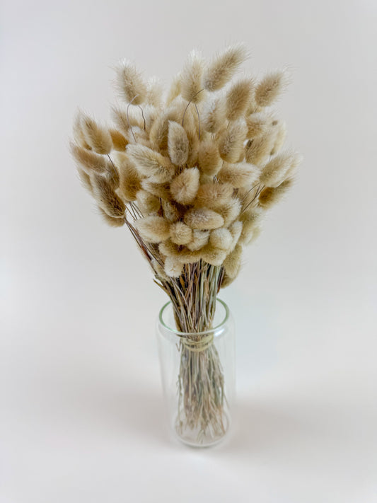 Naturally Dried Bunny Tails – Boho Lagurus Grass Stems