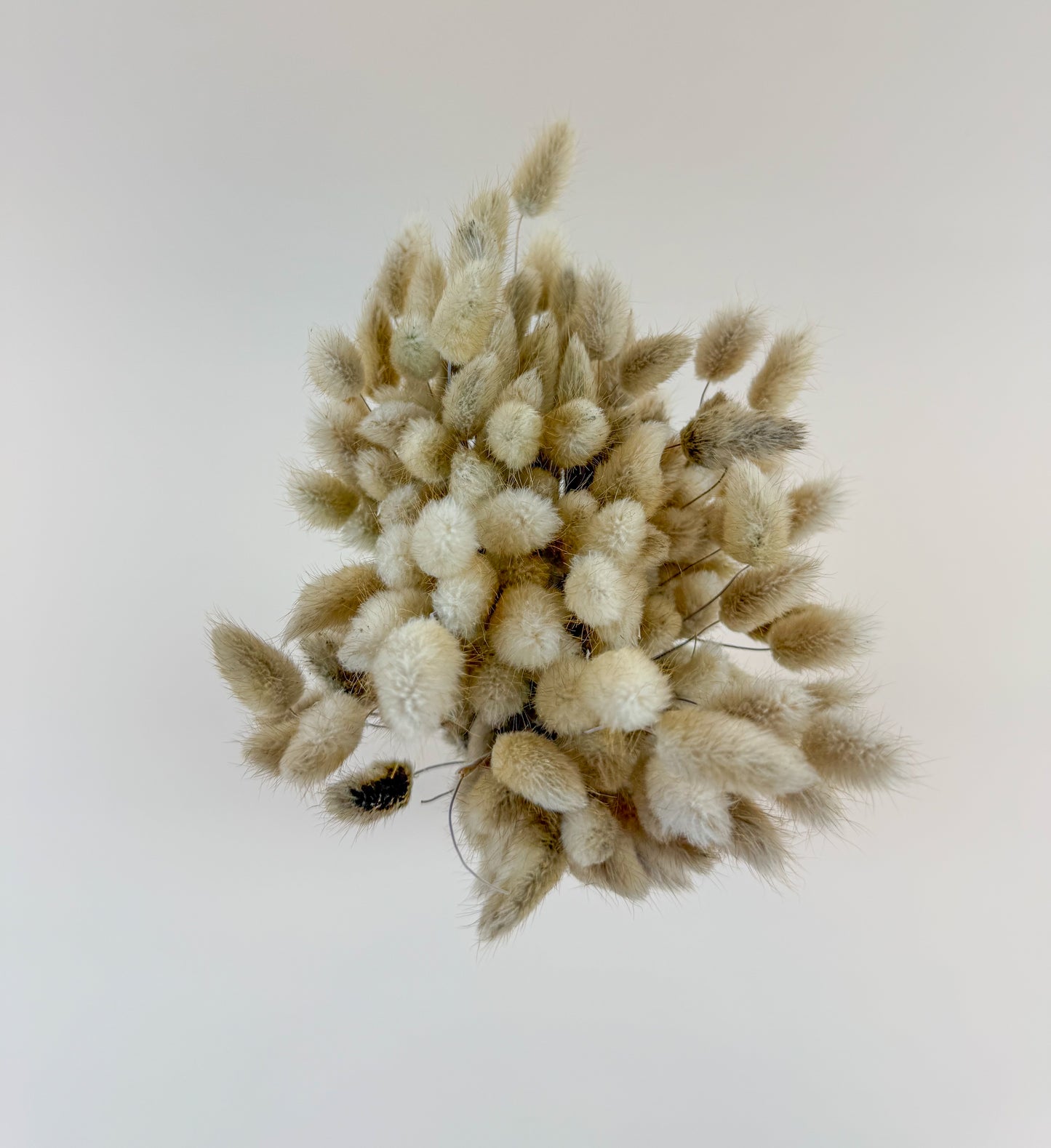 Naturally Dried Bunny Tails – Boho Lagurus Grass Stems