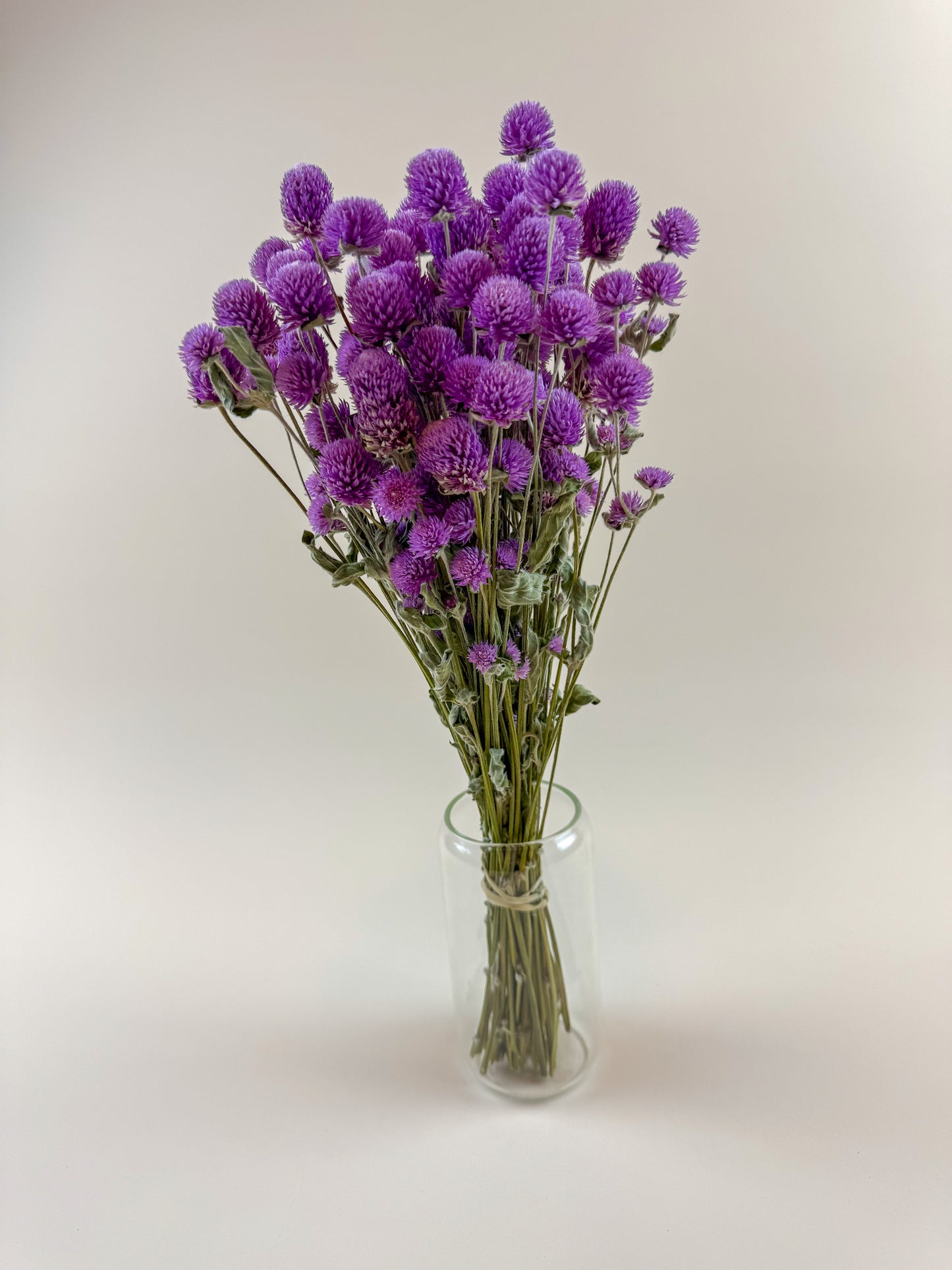 Raspberries and Cream Globe Amaranth – Natural Dried Flowers