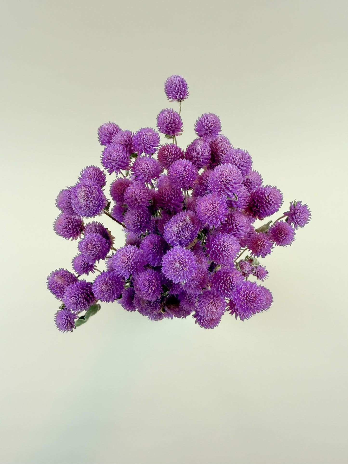 Raspberries and Cream Globe Amaranth – Natural Dried Flowers