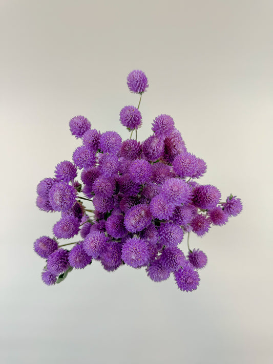 Raspberries and Cream Globe Amaranth – Natural Dried Flowers