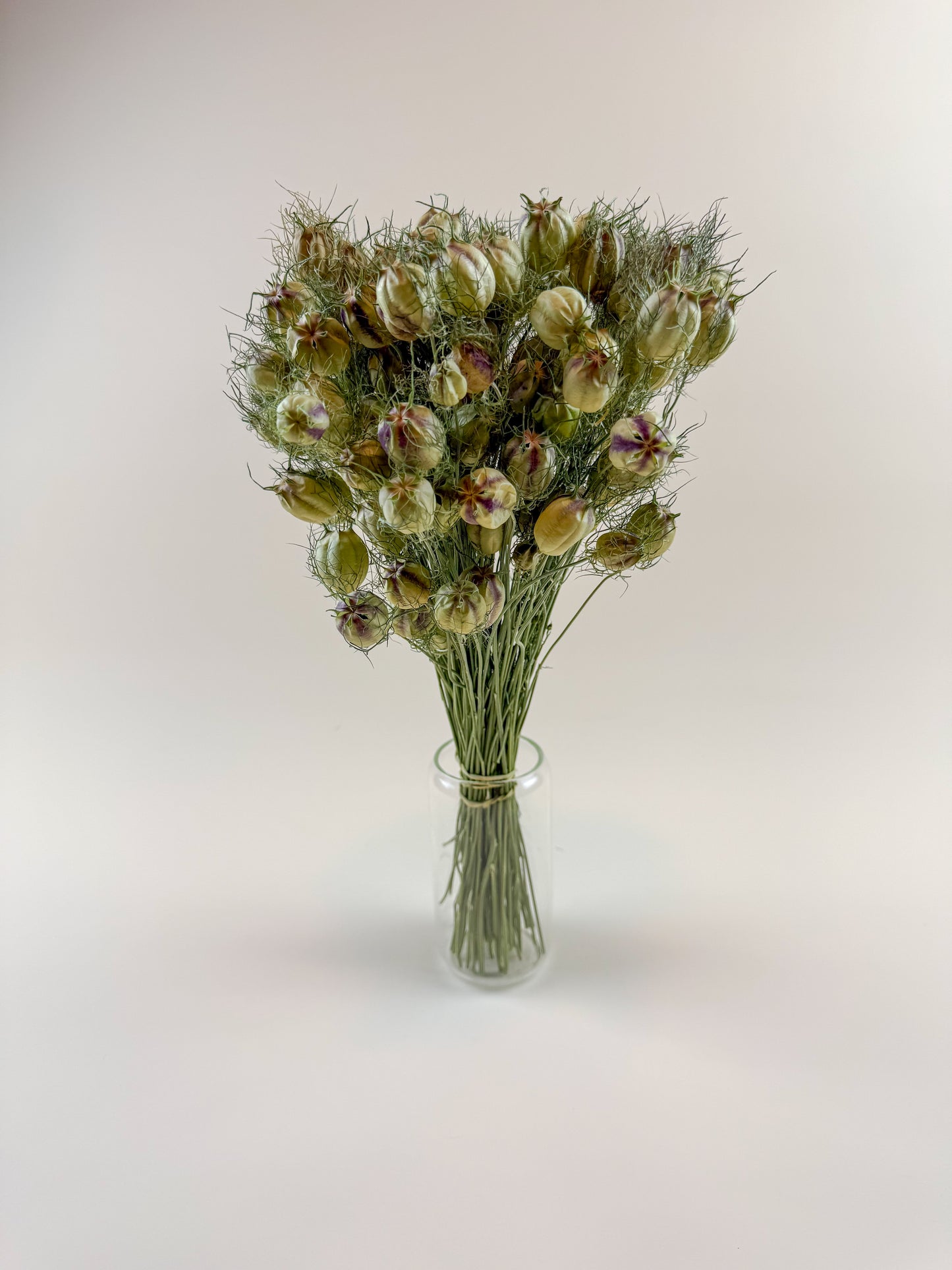 Nigella (Love-in-a-Mist) – Naturally Dried Seed Pods