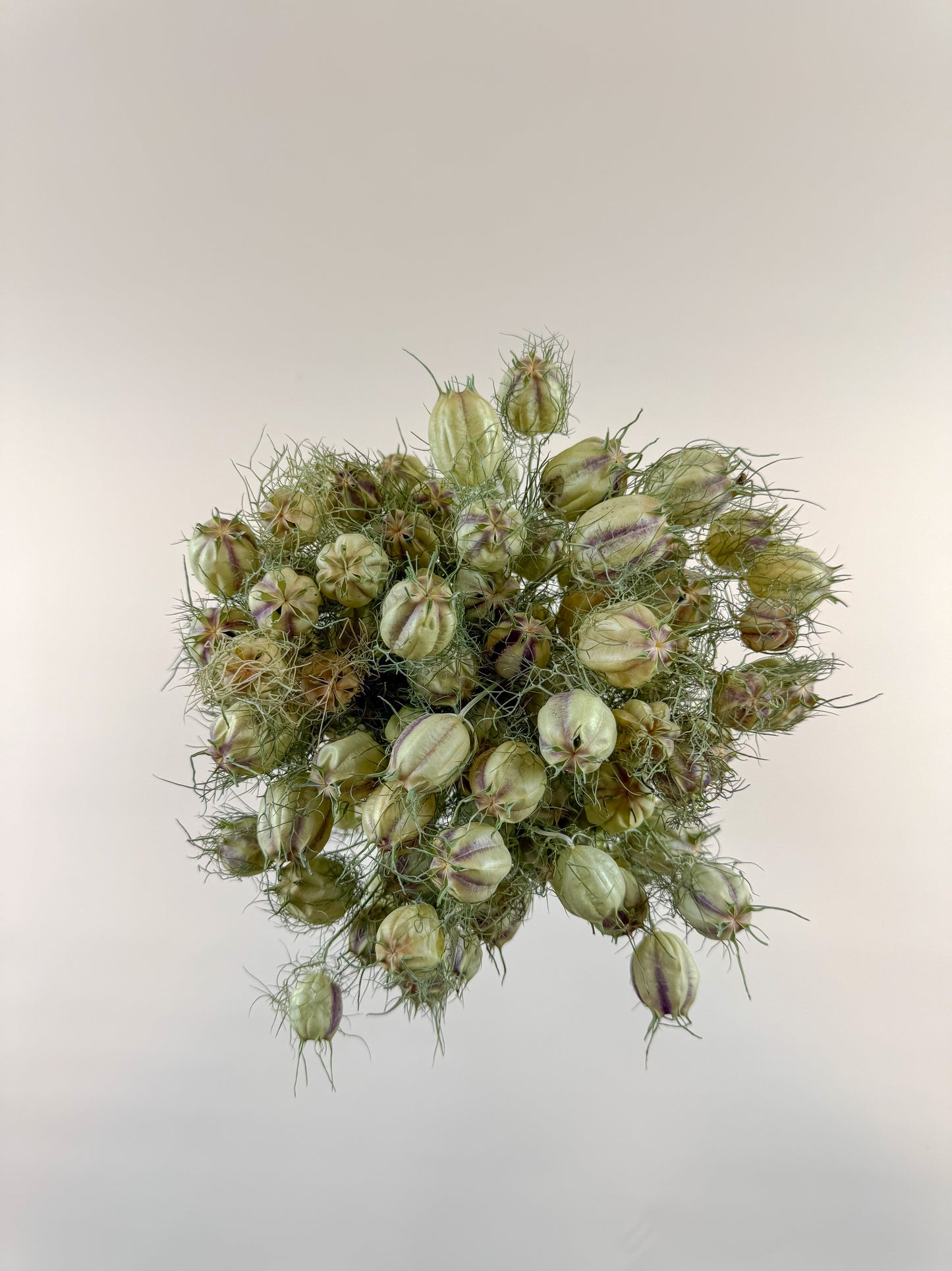 Nigella (Love-in-a-Mist) – Naturally Dried Seed Pods