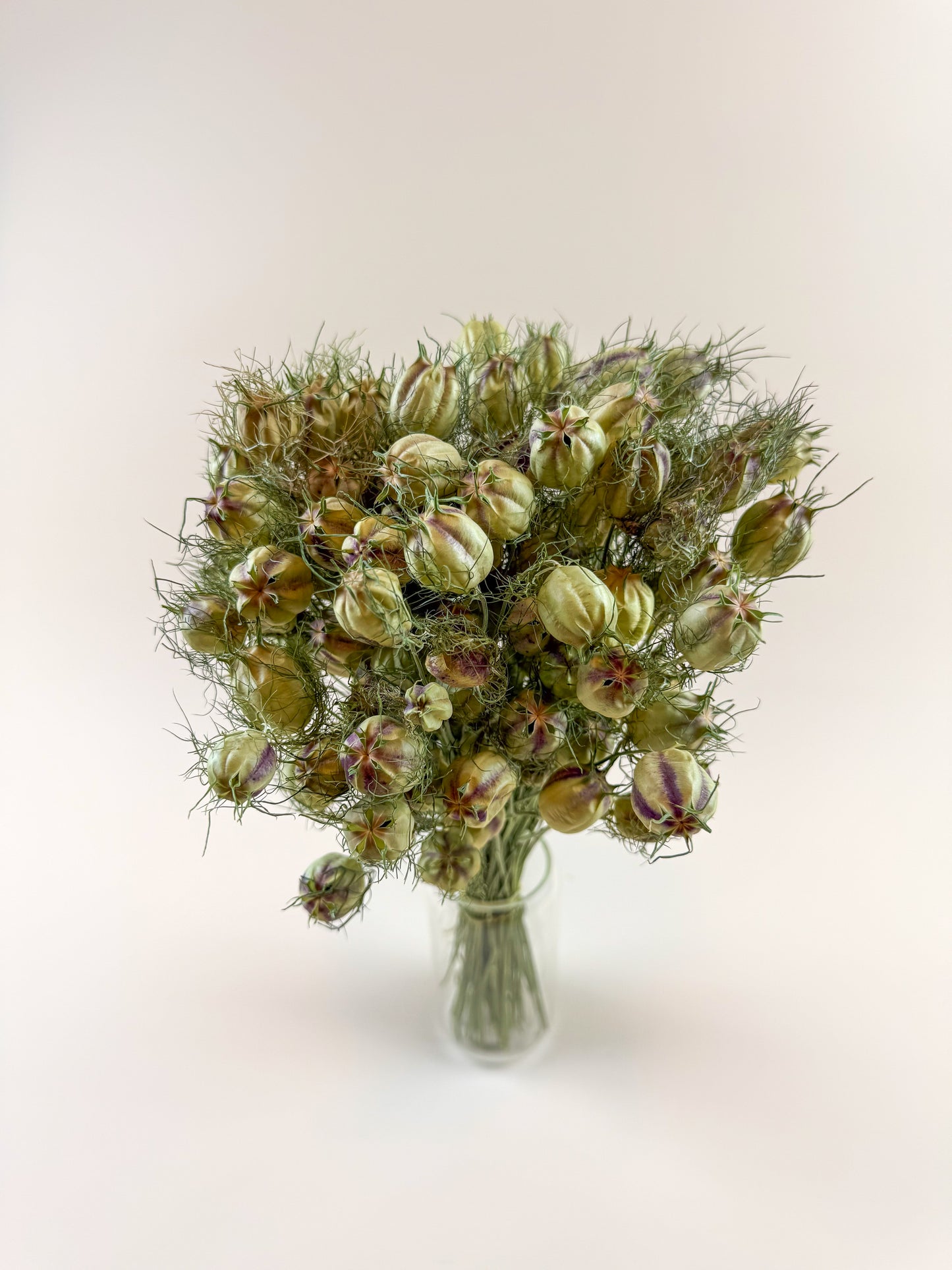 Nigella (Love-in-a-Mist) – Naturally Dried Seed Pods